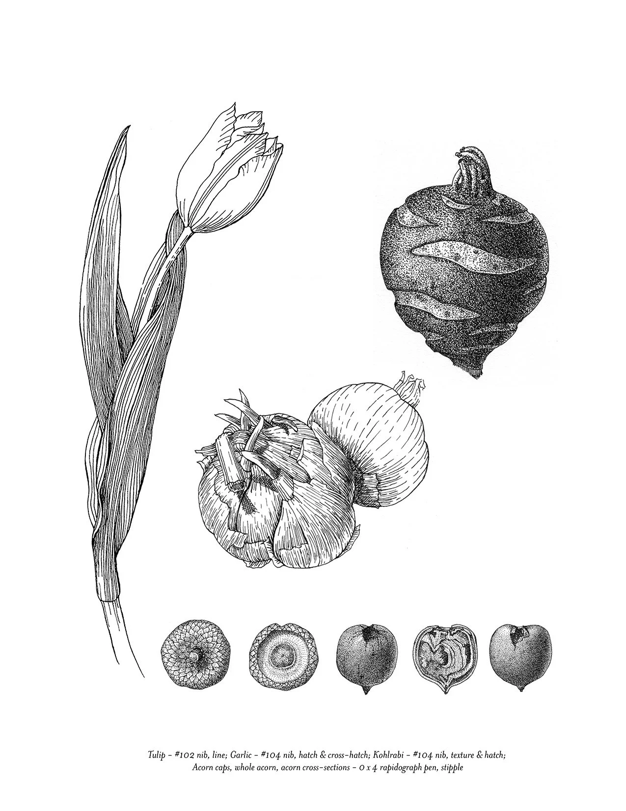 Tulip, acorn caps, garlic, kohlrabi, pen & ink on paper