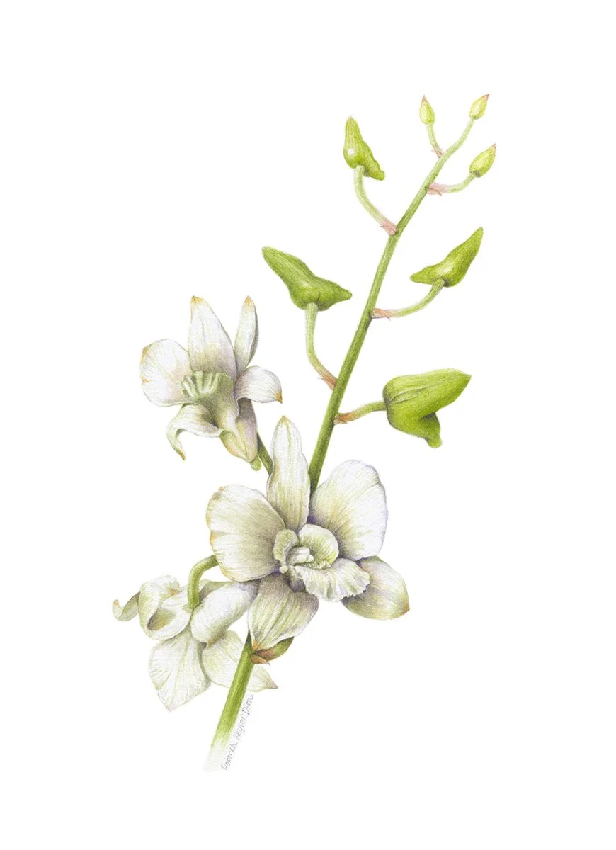 Dendrobium spl, dendrobium orchid, watercolor on paper