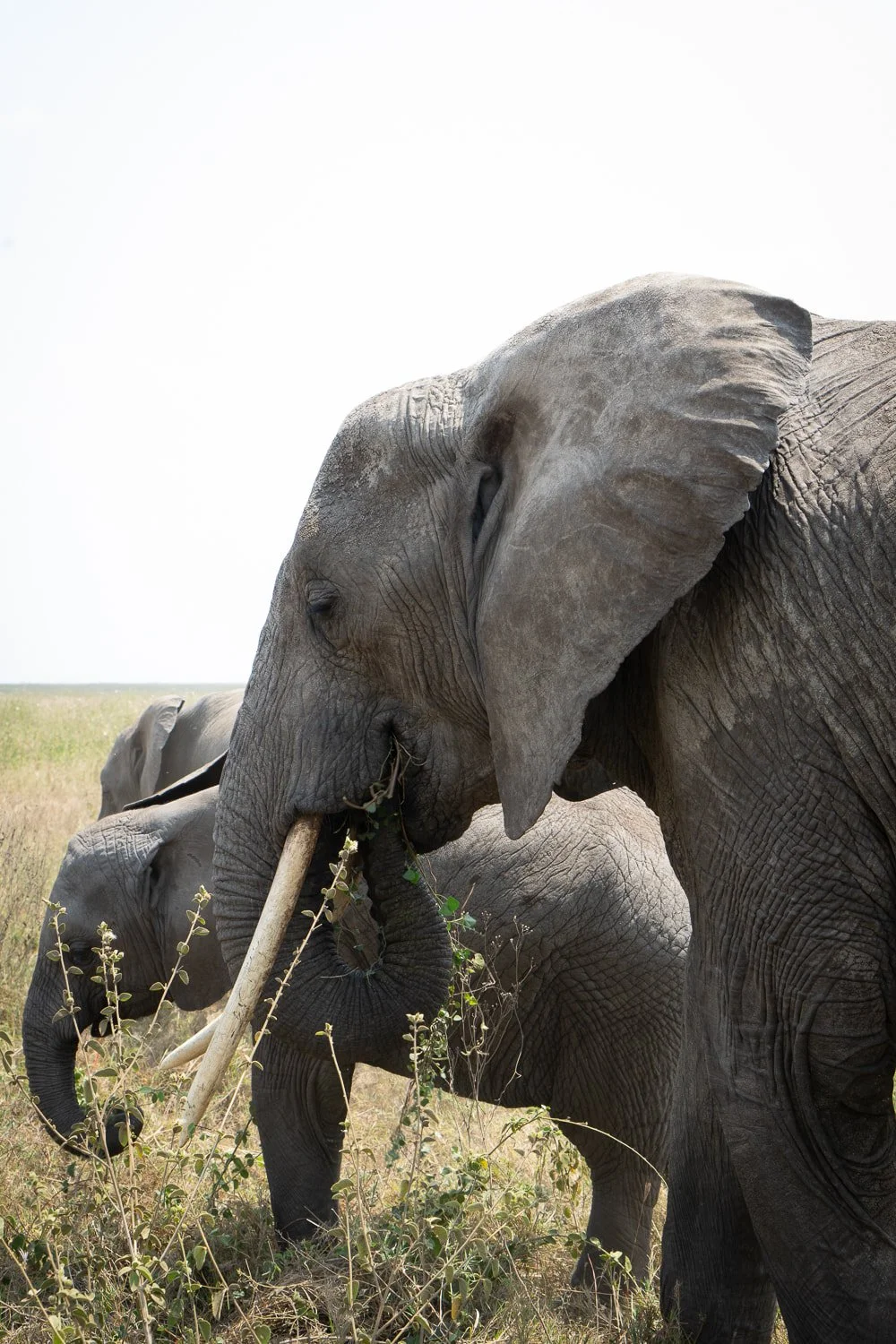 Tanzania, Africa, elephants