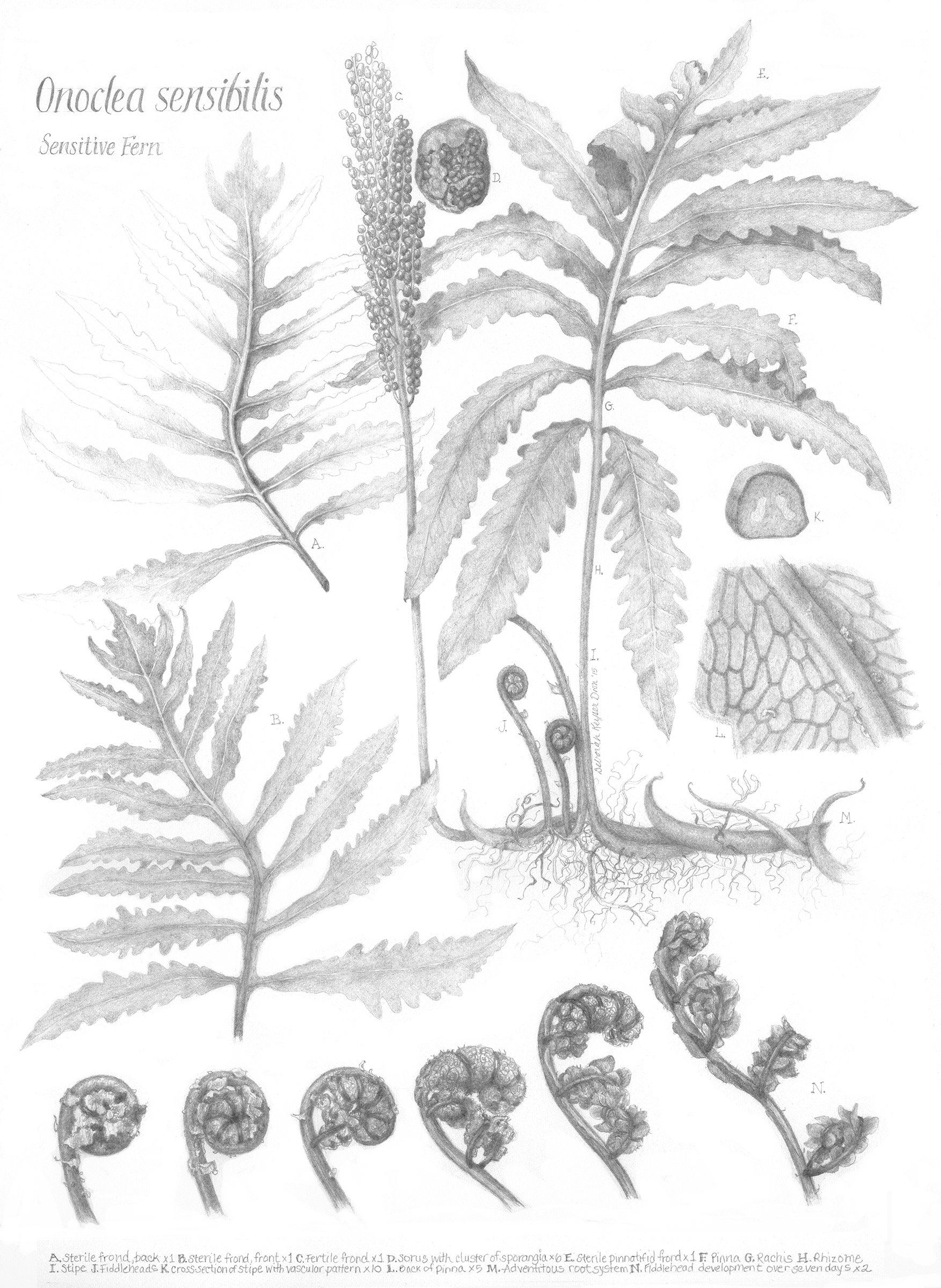 Onoclea sensibilis, Sensitive fern, graphite on paper