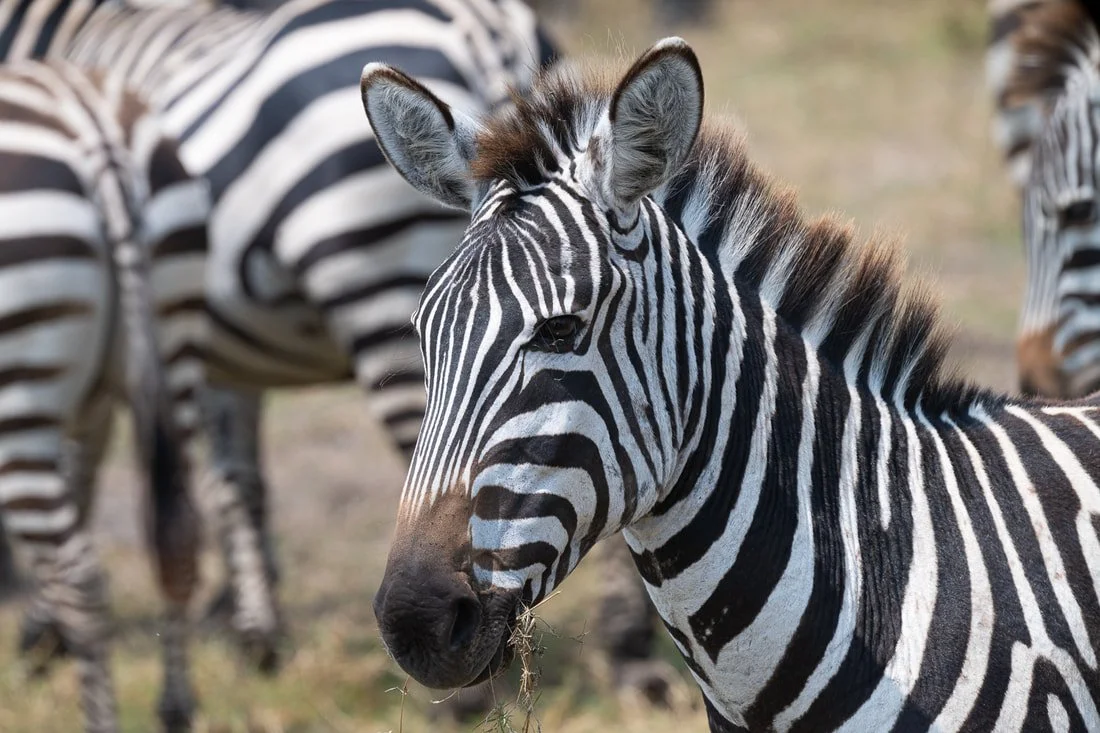 Tanzania, Africa, zebras