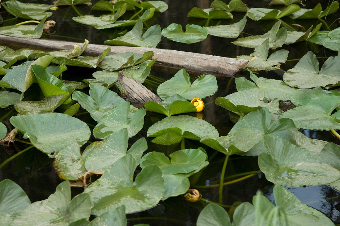 Woodloch, Pennsylvania, water lilies
