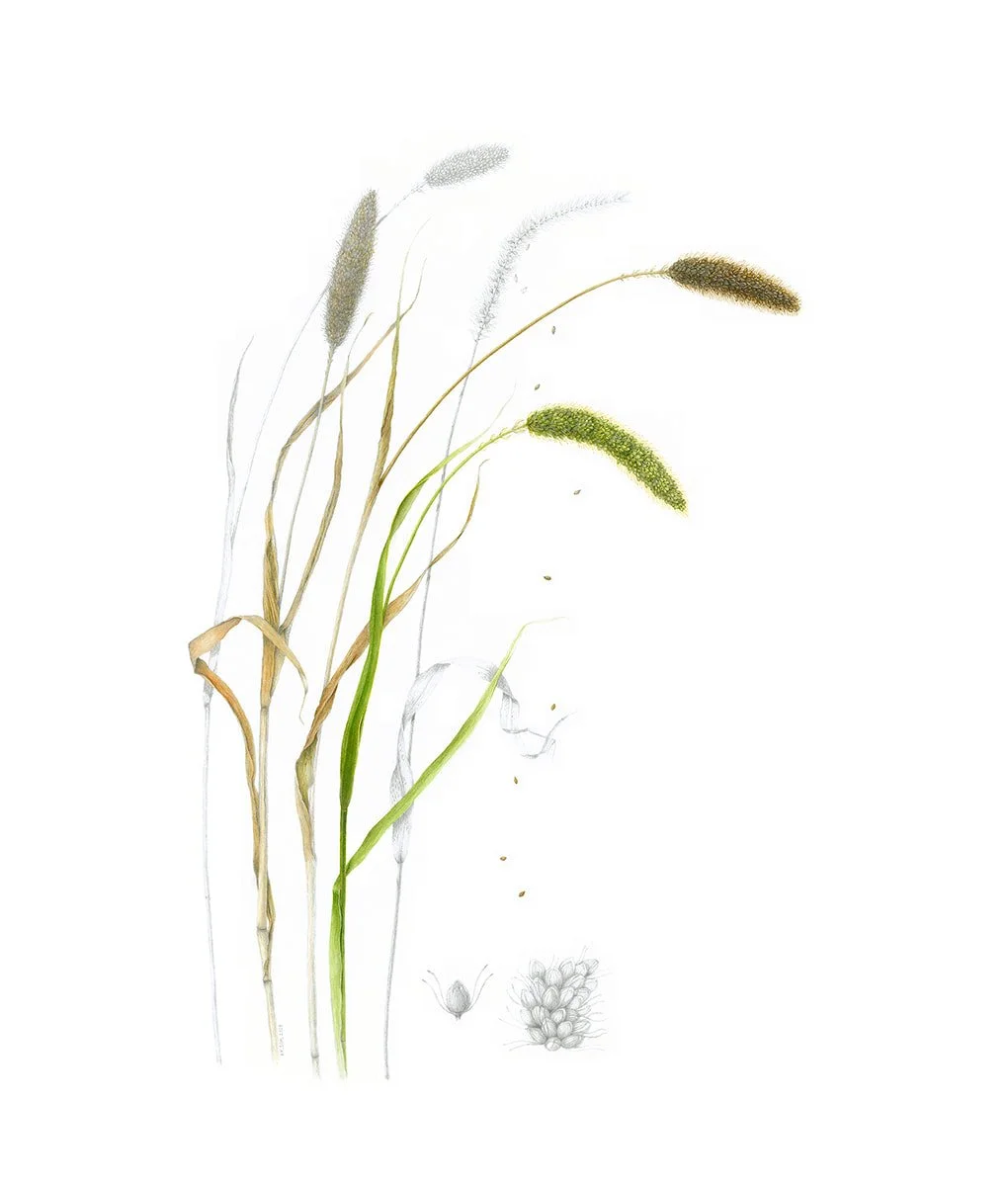 Setaria, sp., foxtail millet, watercolor & graphite on paper