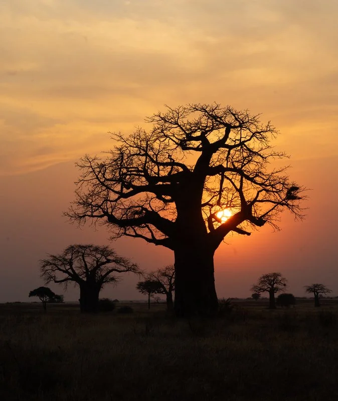 Tanzania, Africa, baobab tree