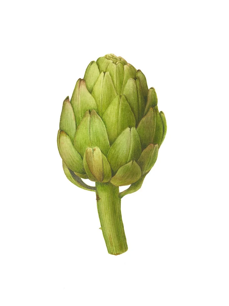 Cynara cardunculus var scolymus, Artichoke, watercolor on paper