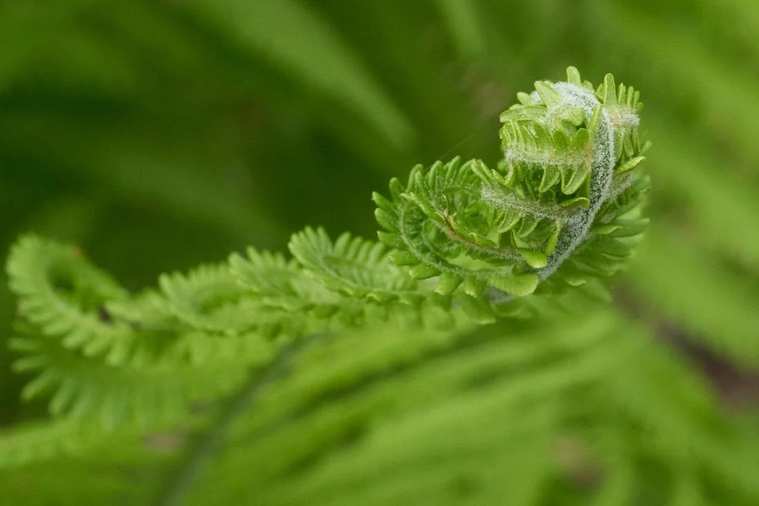  New York Botanical Gardens, Fern fiddlehead