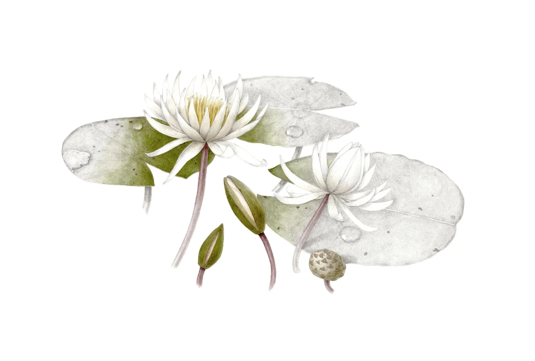 Nymphaea odorata, American white water lily, watercolor and graphite on paper