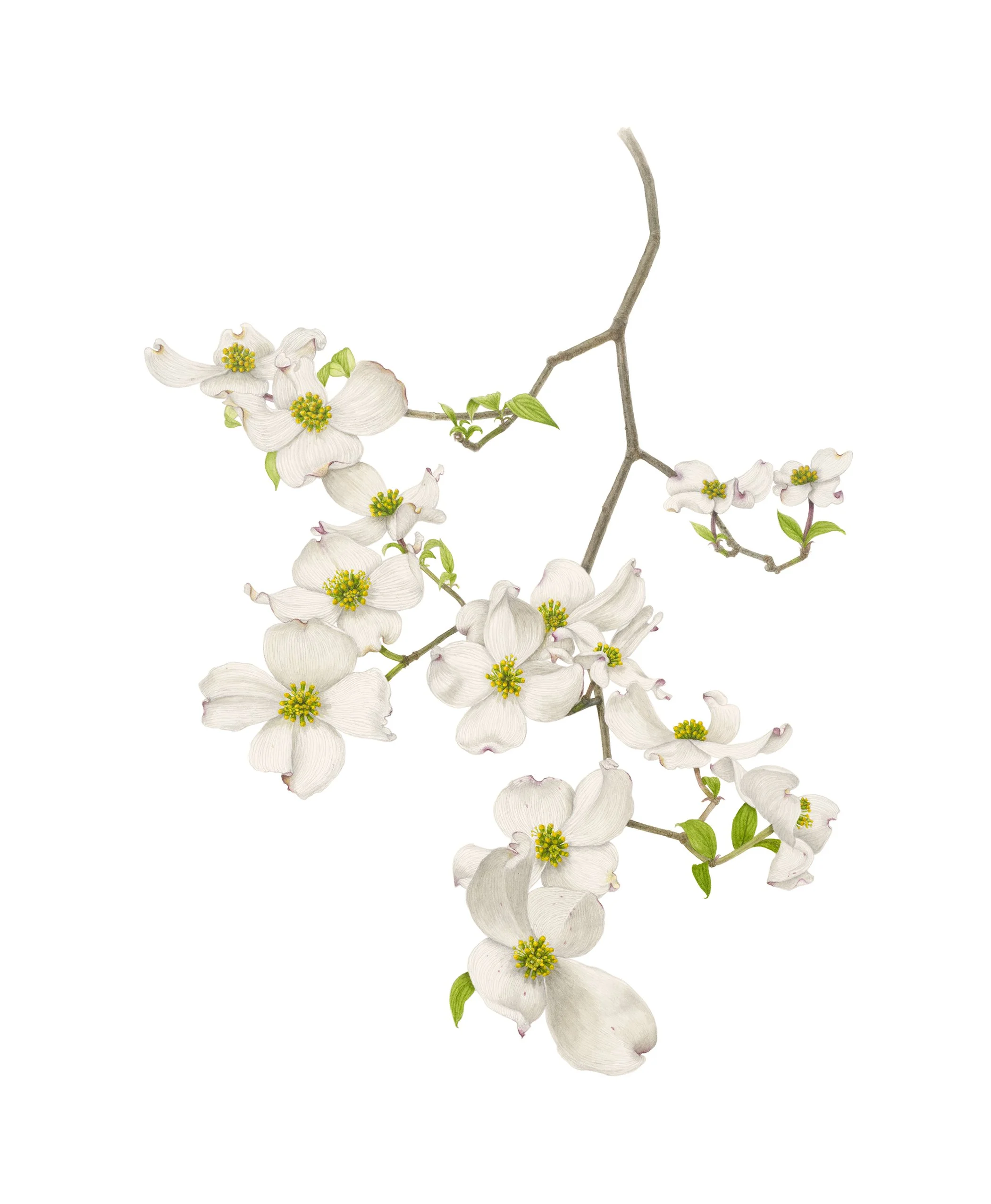 Cornus florida, flowering dogwood, watercolor and graphite on paper