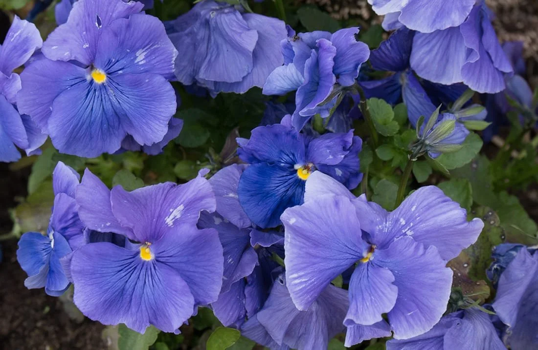 Northwestern Oregon, pansies