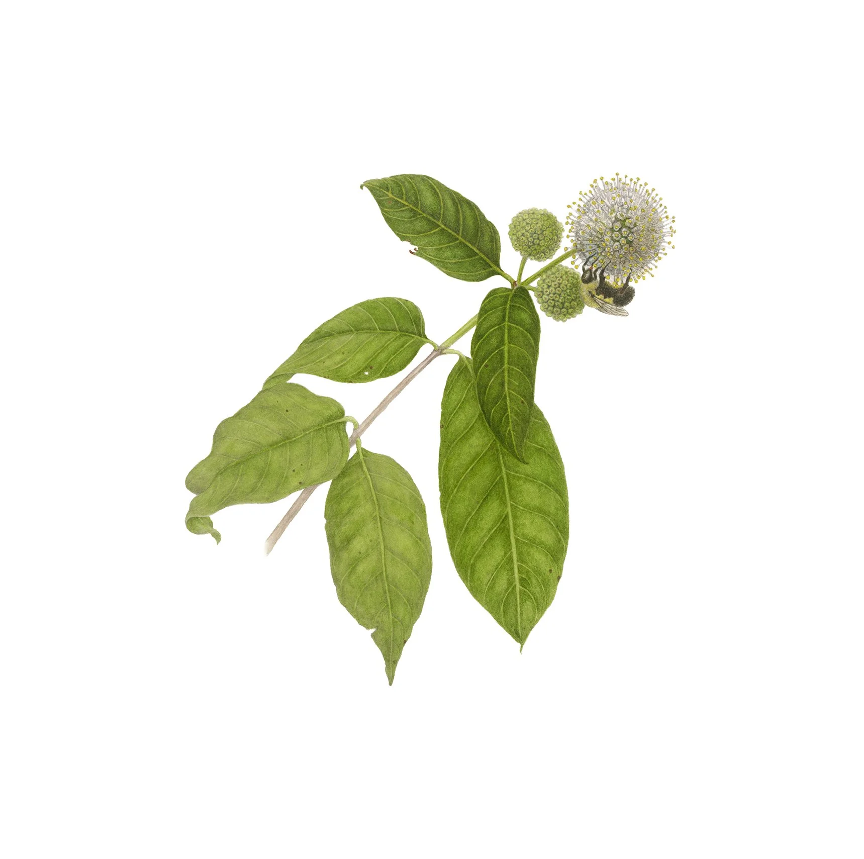 Cephalanthus orientalis, buttonbush, watercolor and graphite on paper