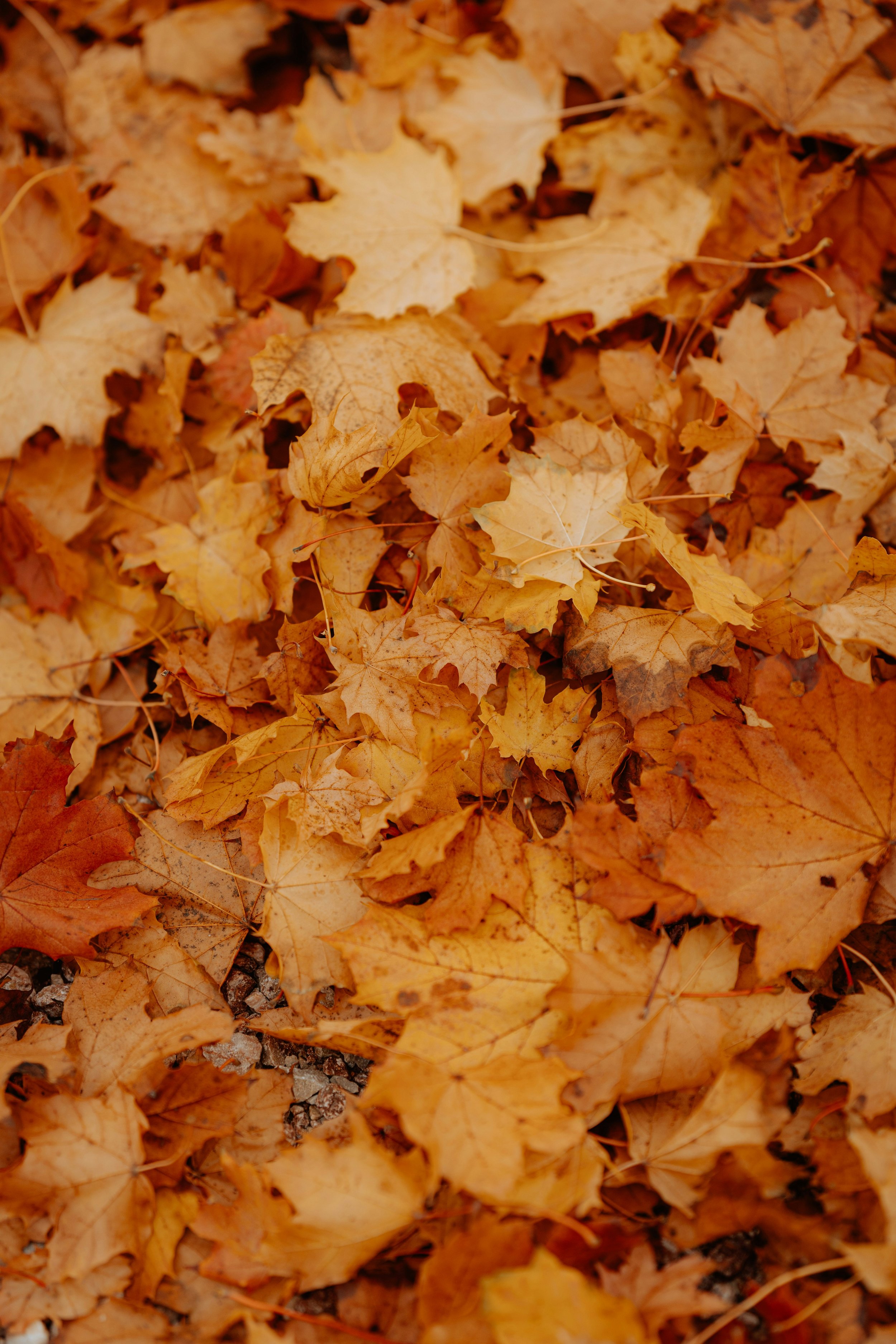 What to do with fallen leaves