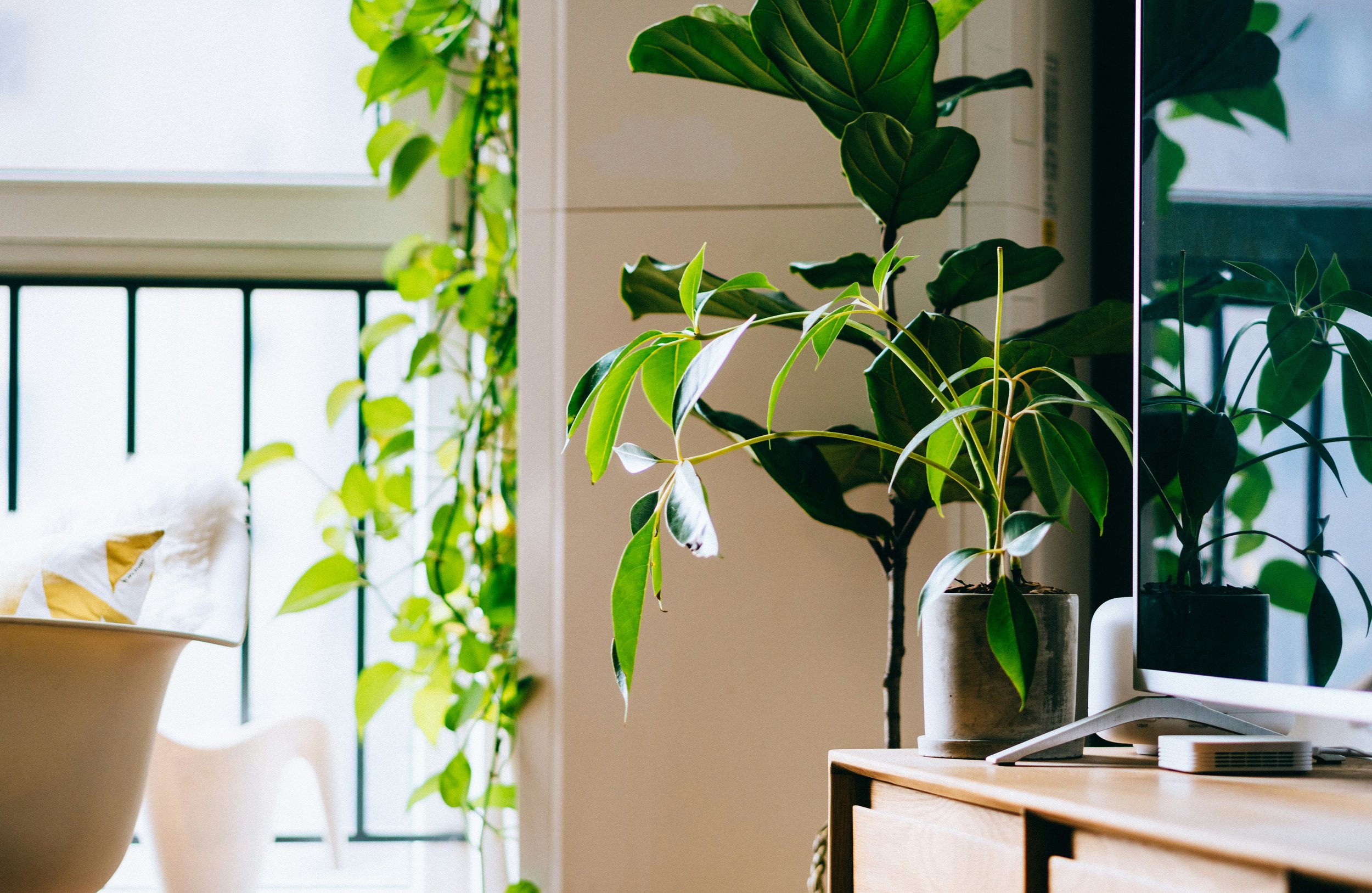 Indoor houseplant on a wooden table next to a monitor, with more plants hanging in the background near a window.