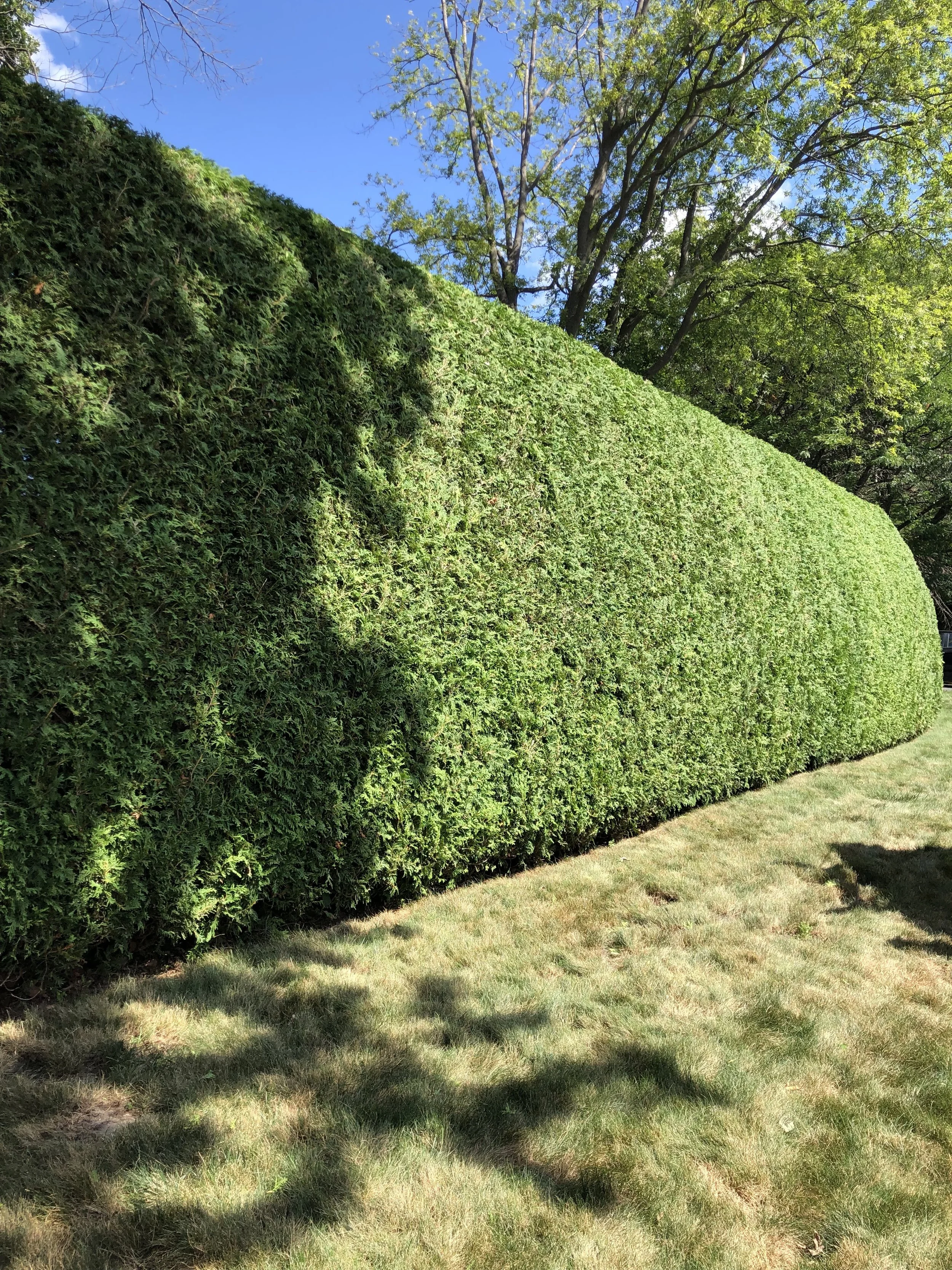 Une grande haie bien taillée à Ste-Julie