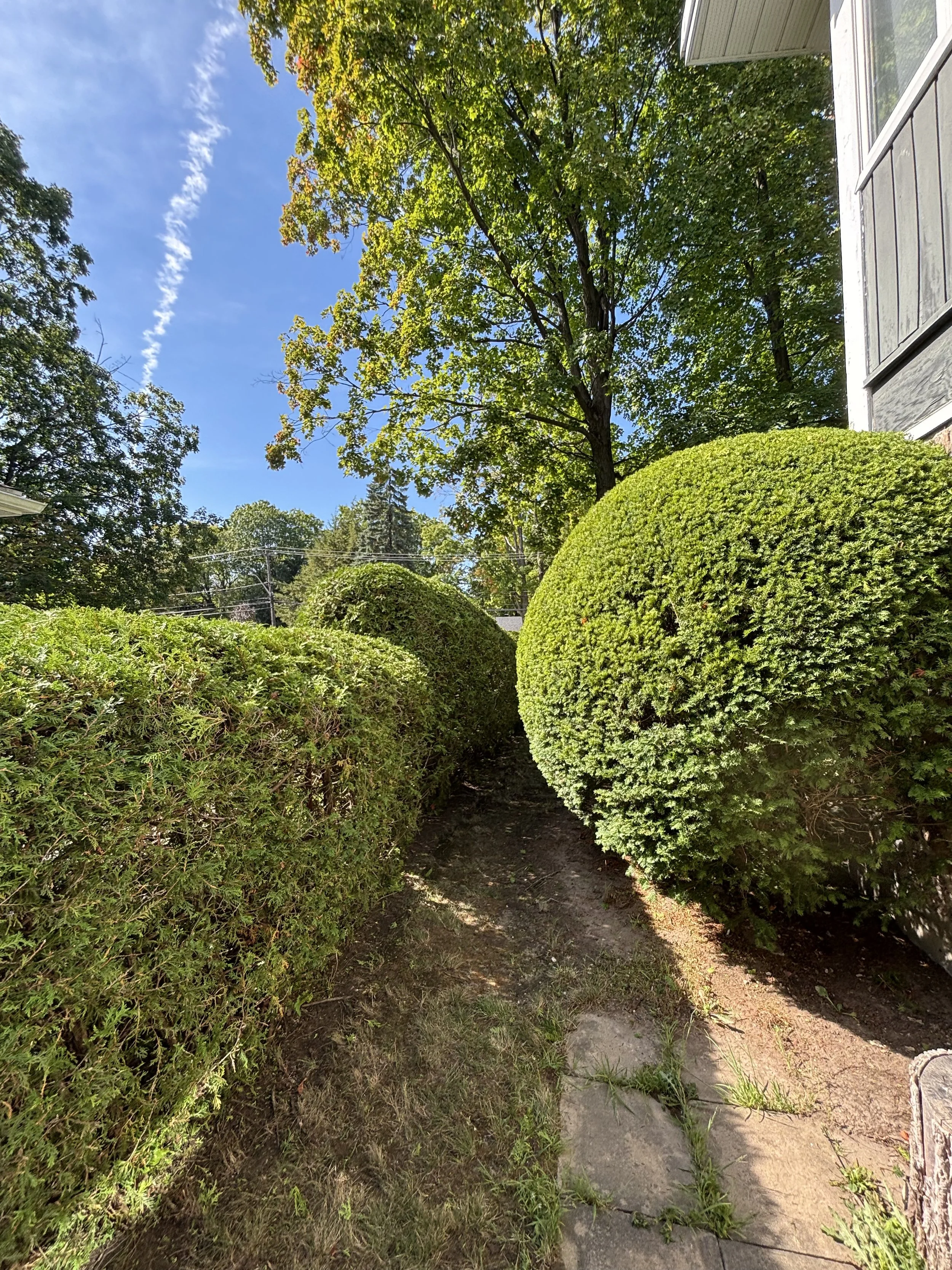 Un petit chemin entre une haie de cèdre et un buisson proprement taillé avec de grands arbres en arrière-plan à Carignan.