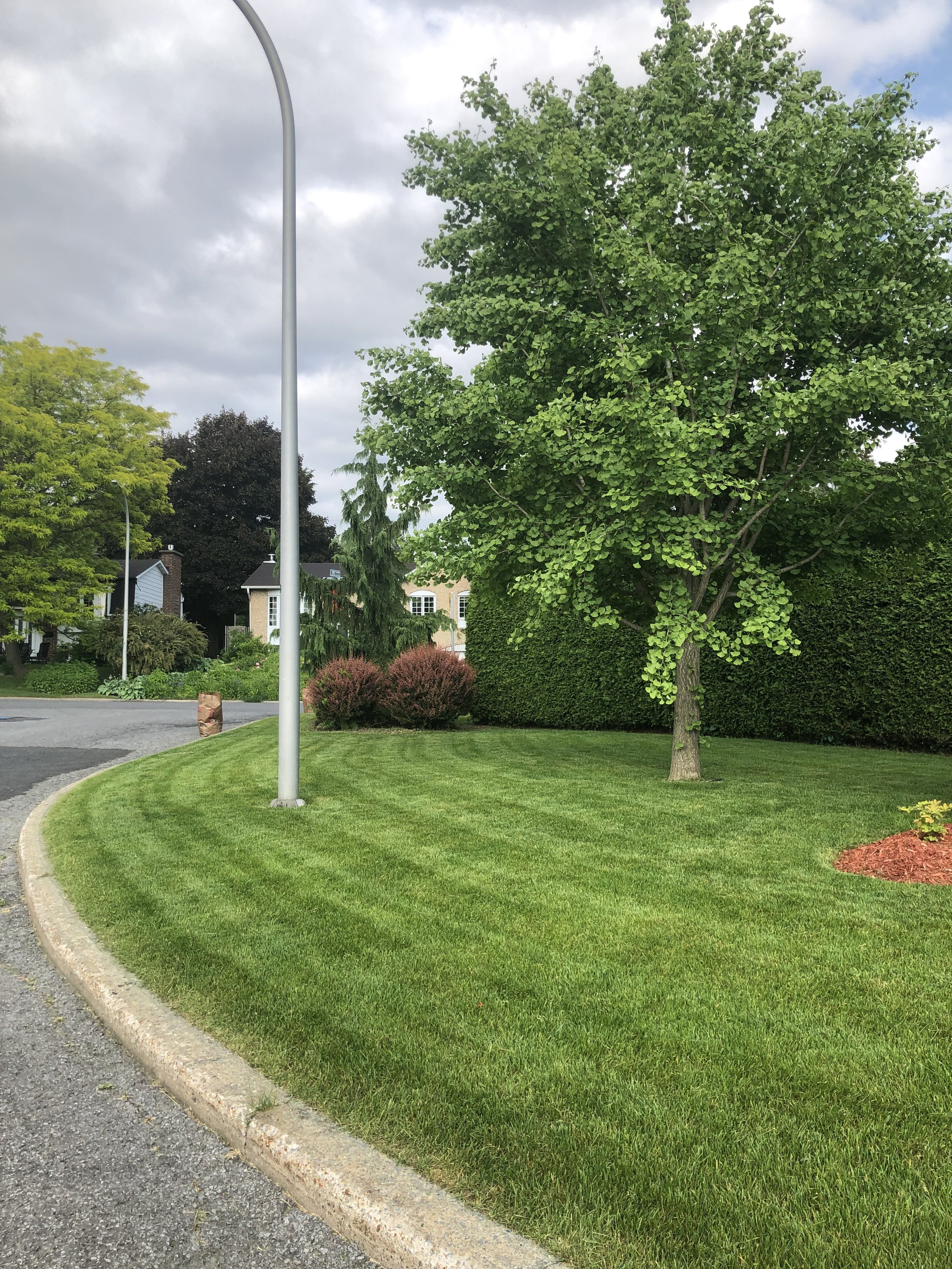 Une pelouse bien entretenue avec des buissons et un arbuste à Boucherville.