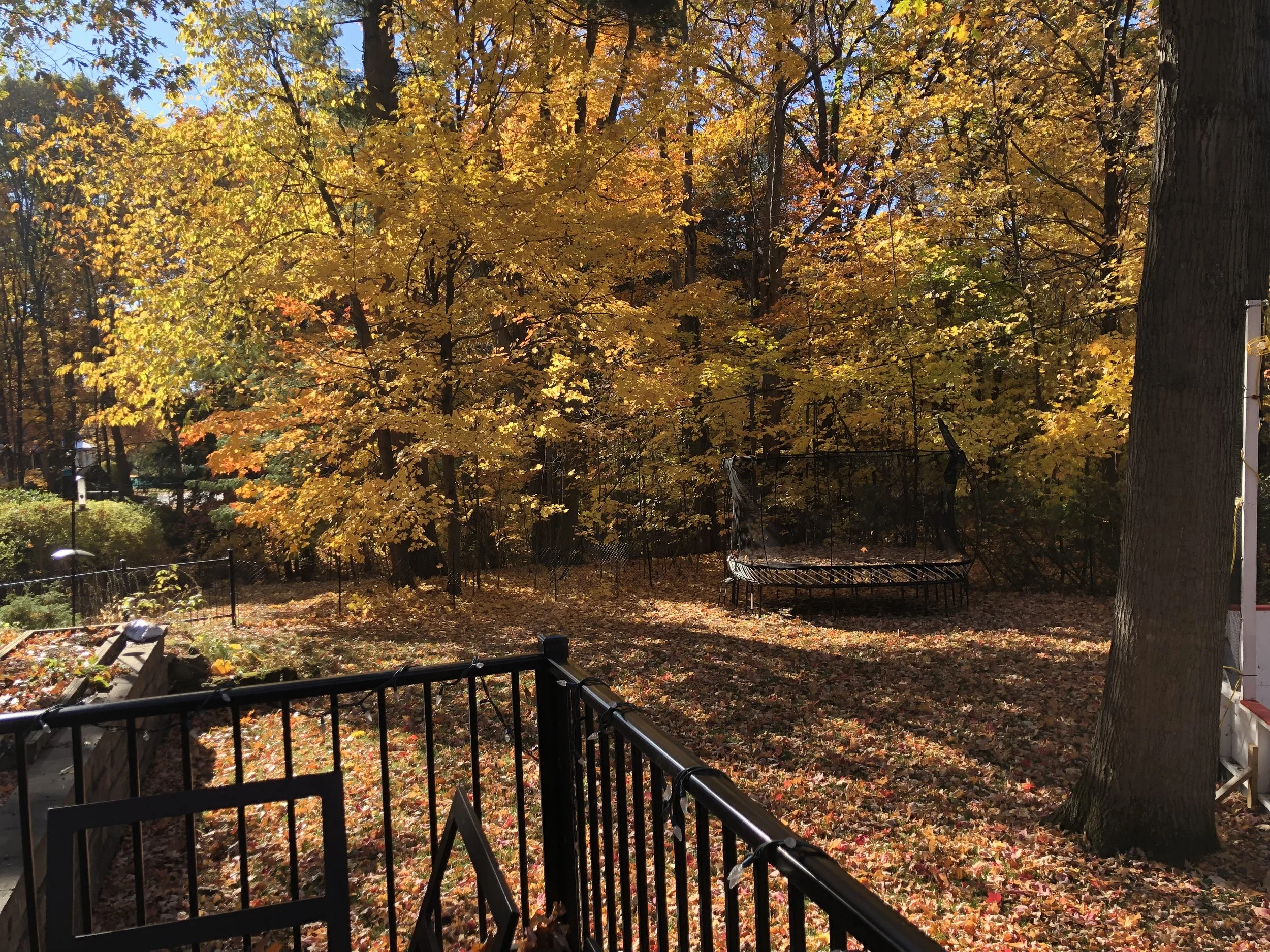 Un terrain arrière rempli de feuilles mortes à l'automne à St-Bruno