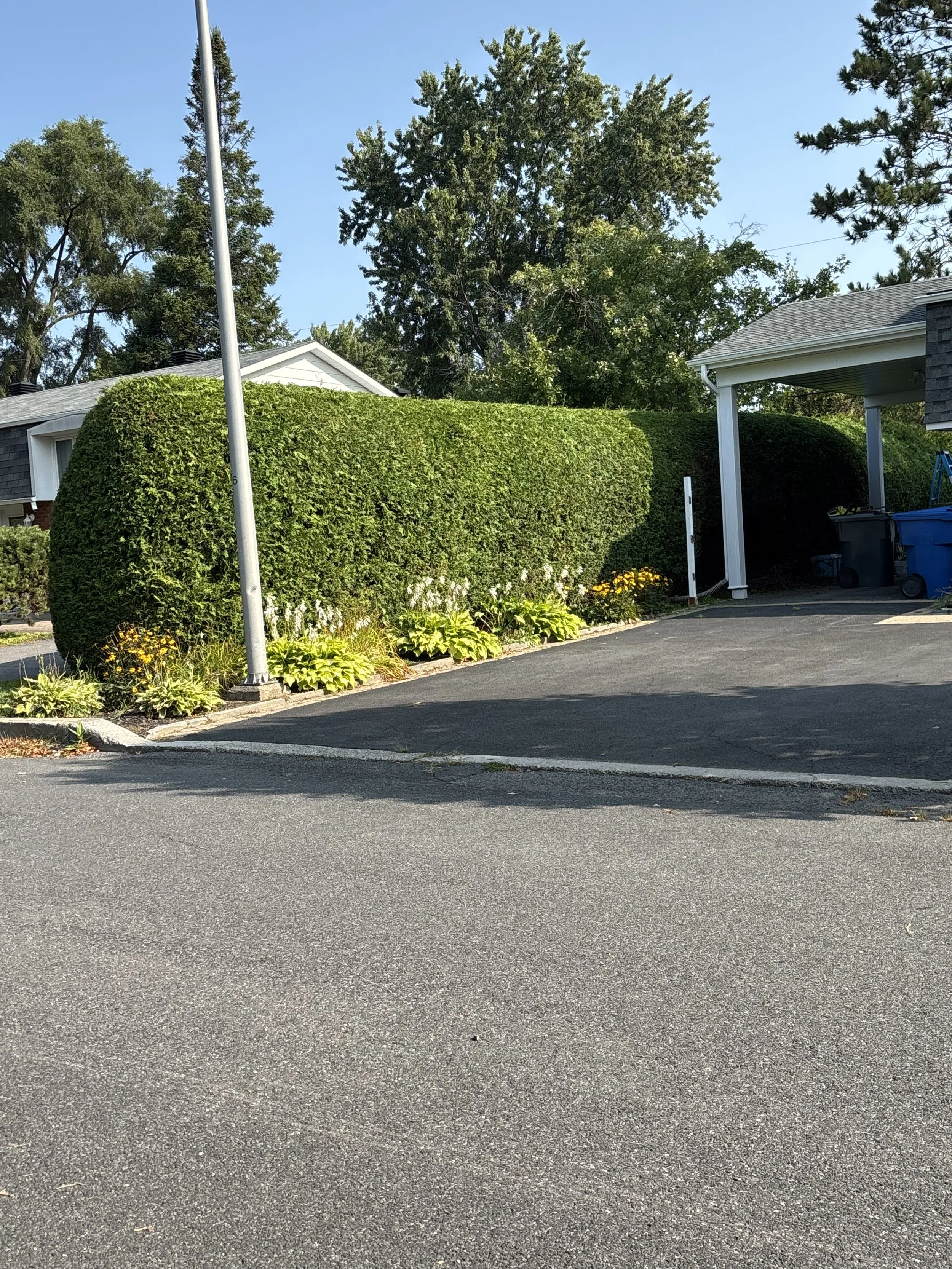 Une entrée entourée d'une grande haie de cèdres et d'une plate-bande de fleurs, de plantes, de buissons et de hostas à Mont-Saint-Hilaire