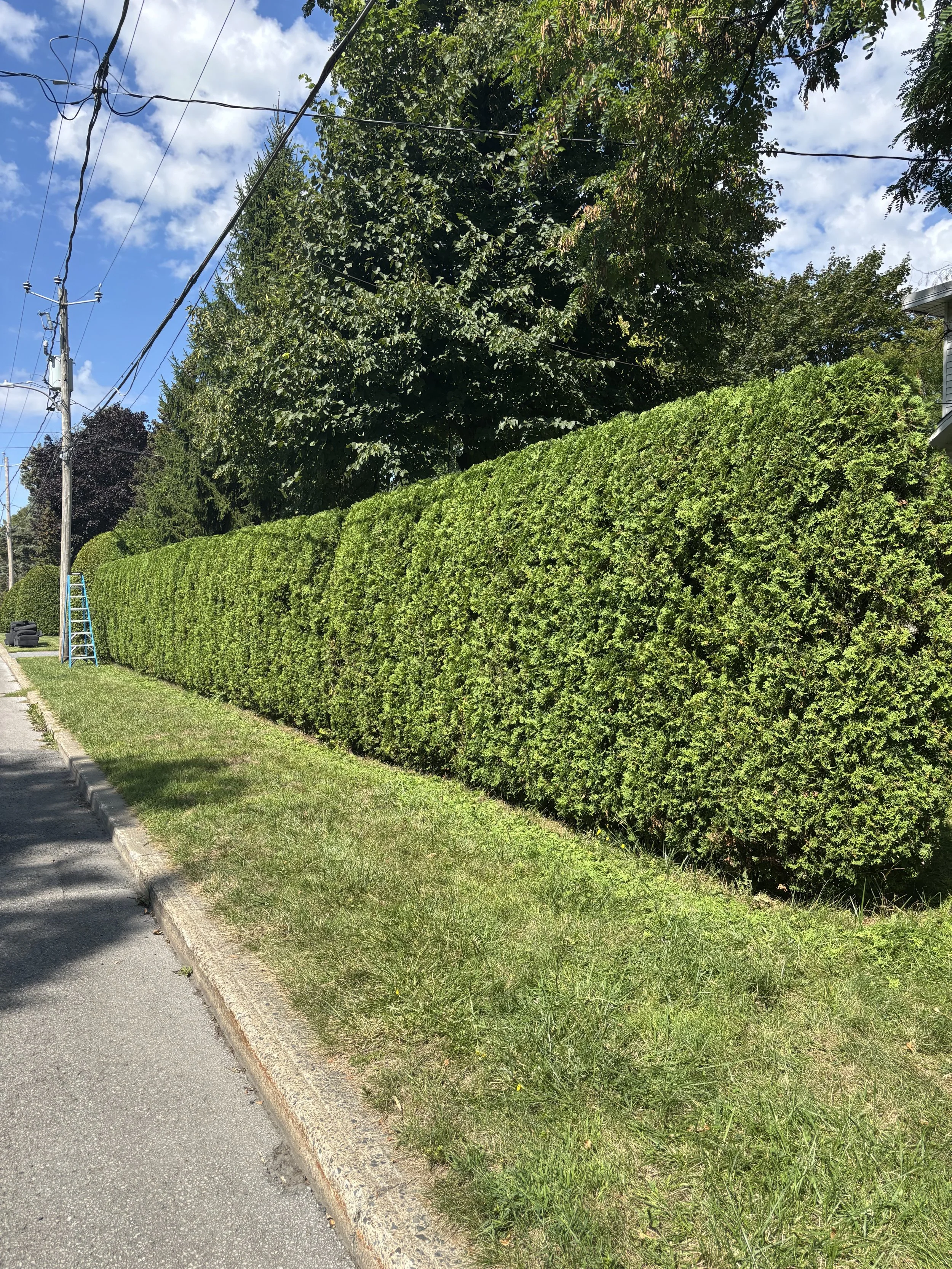 Une haie de cèdre bien taillée et une pelouse bien tondue avec de grands arbres à Brossard.