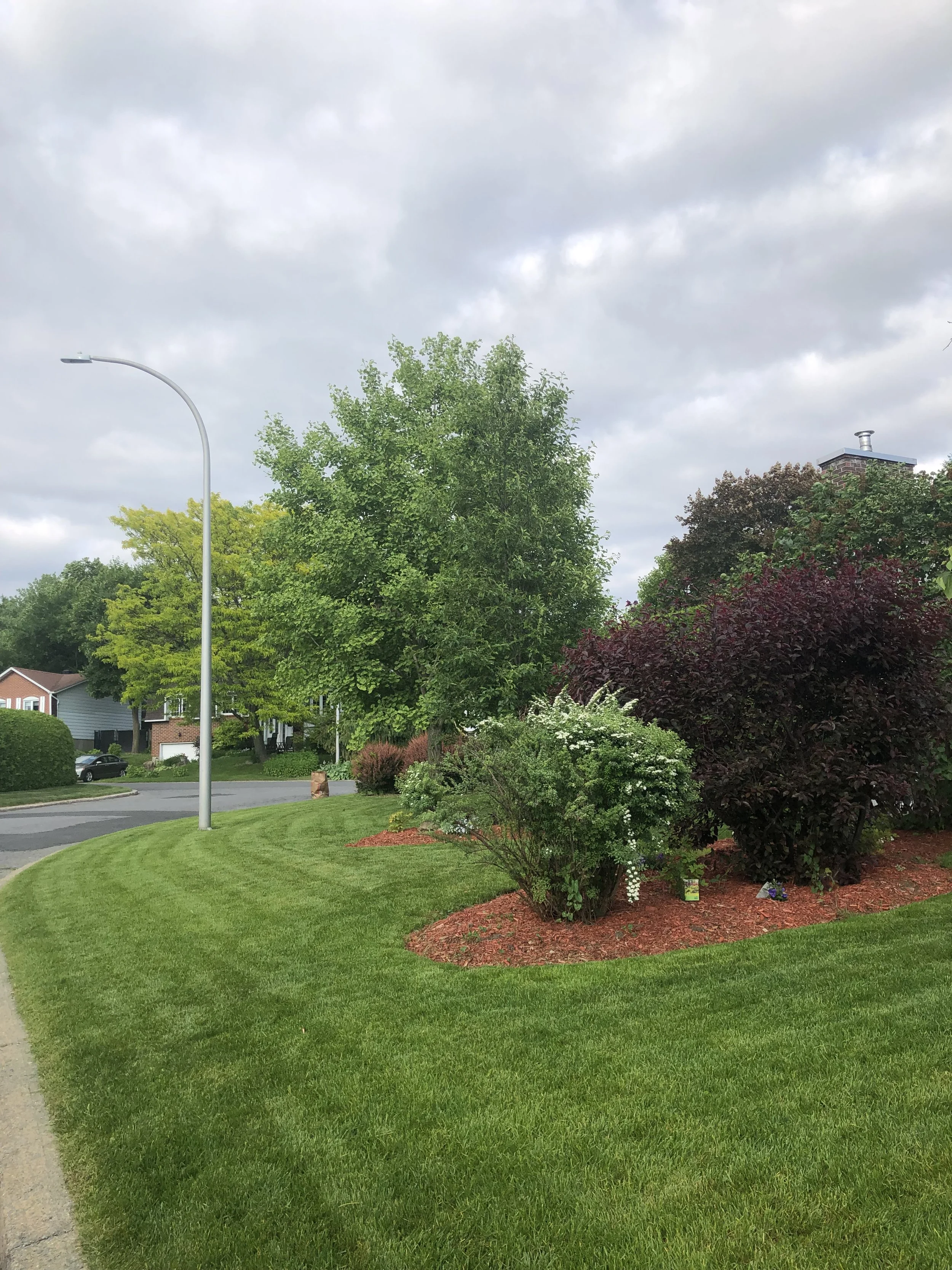 Une pelouse bien entretenue avec une plate-bande recouverte de paillis de cèdre avec des buissons bien taillés et des arbres.