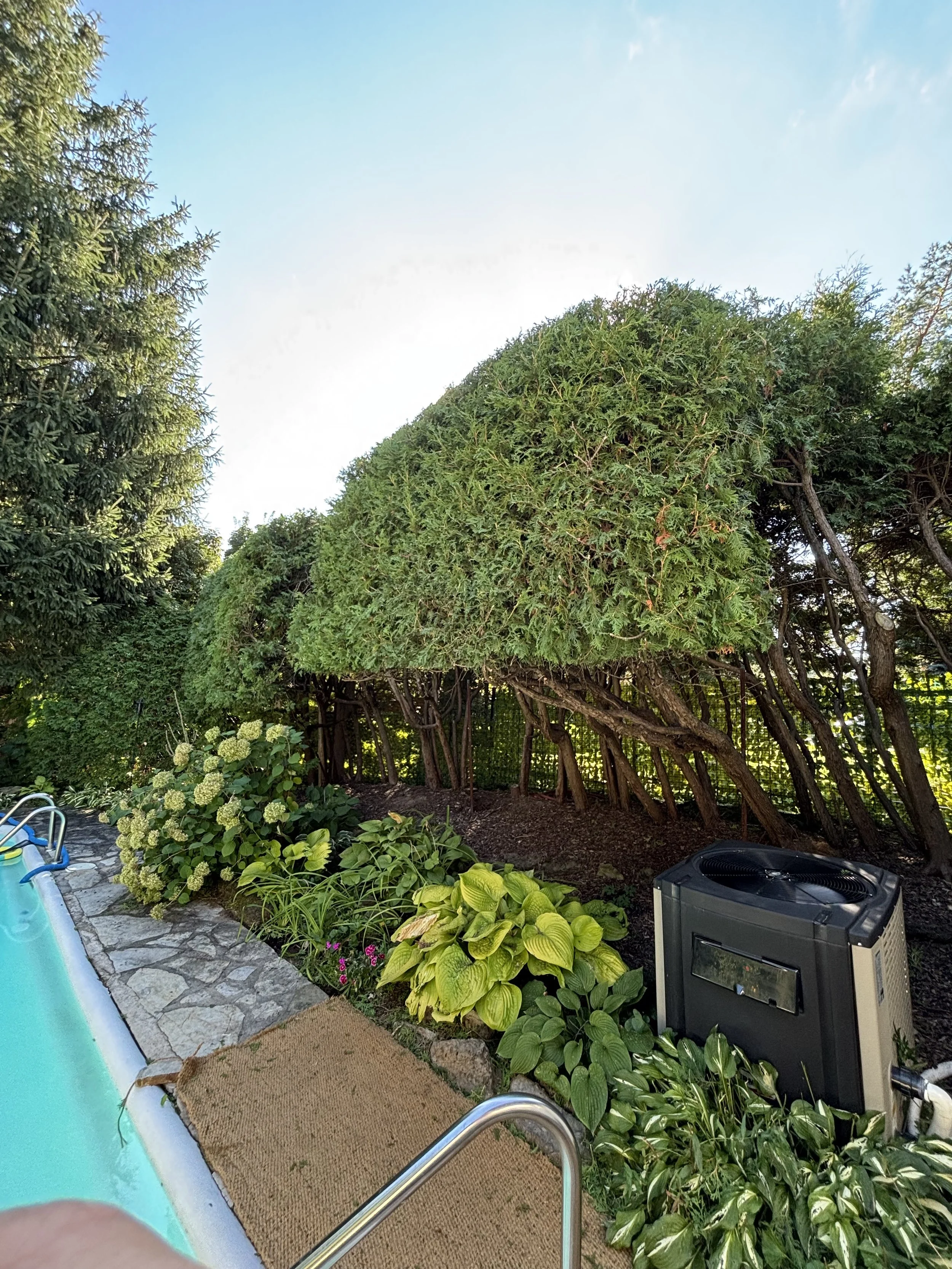 Une piscine entourée d'une haie de cèdre taillé et d'une plate bande qui contient différentes plantes et fleurs, comme des hostas et des hortensias à Saint-Hilaire.