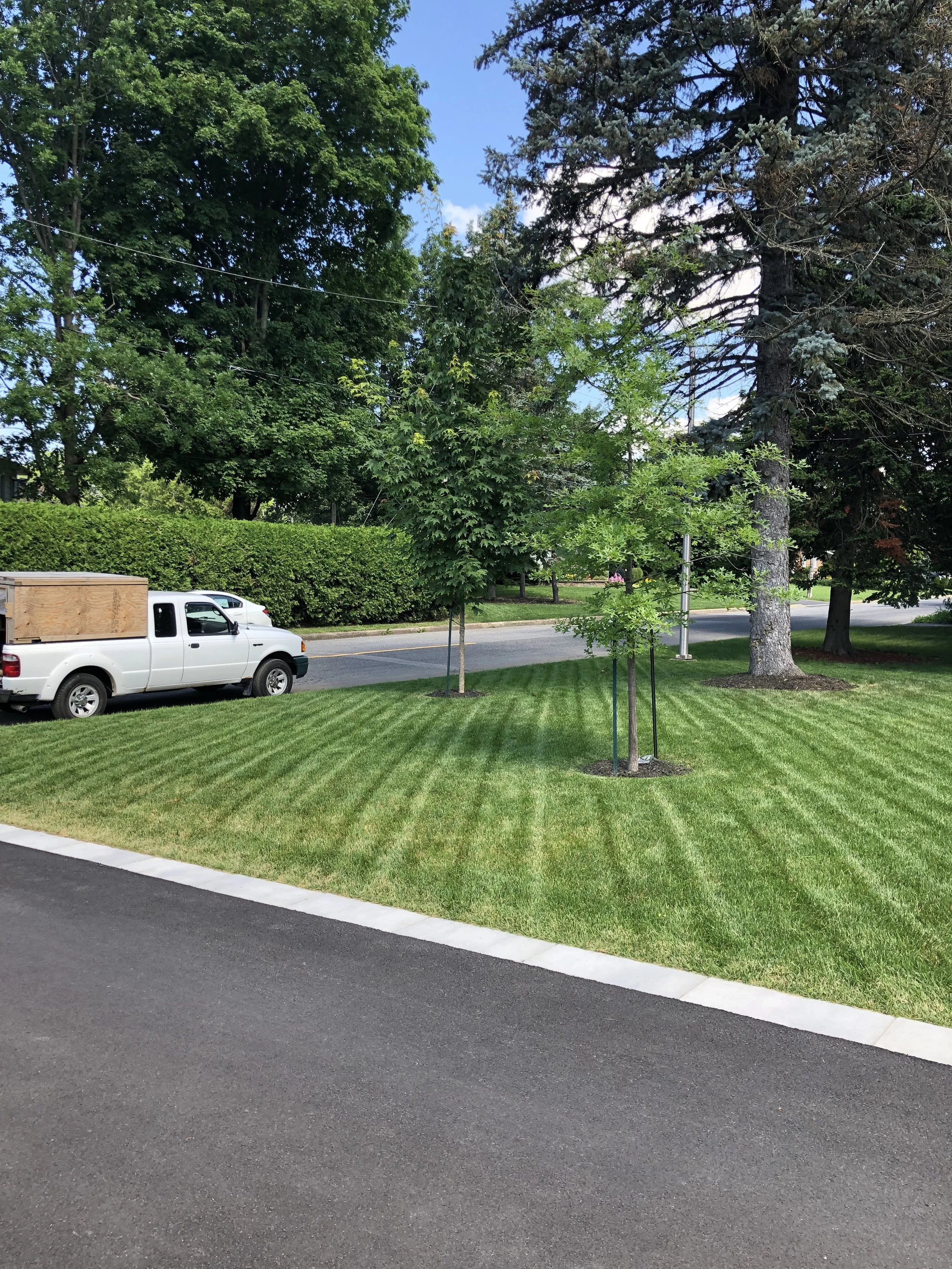Un gazon bien tondu avec des petits arbustes récemment plantés, des grands arbres et un camion de paysagement.