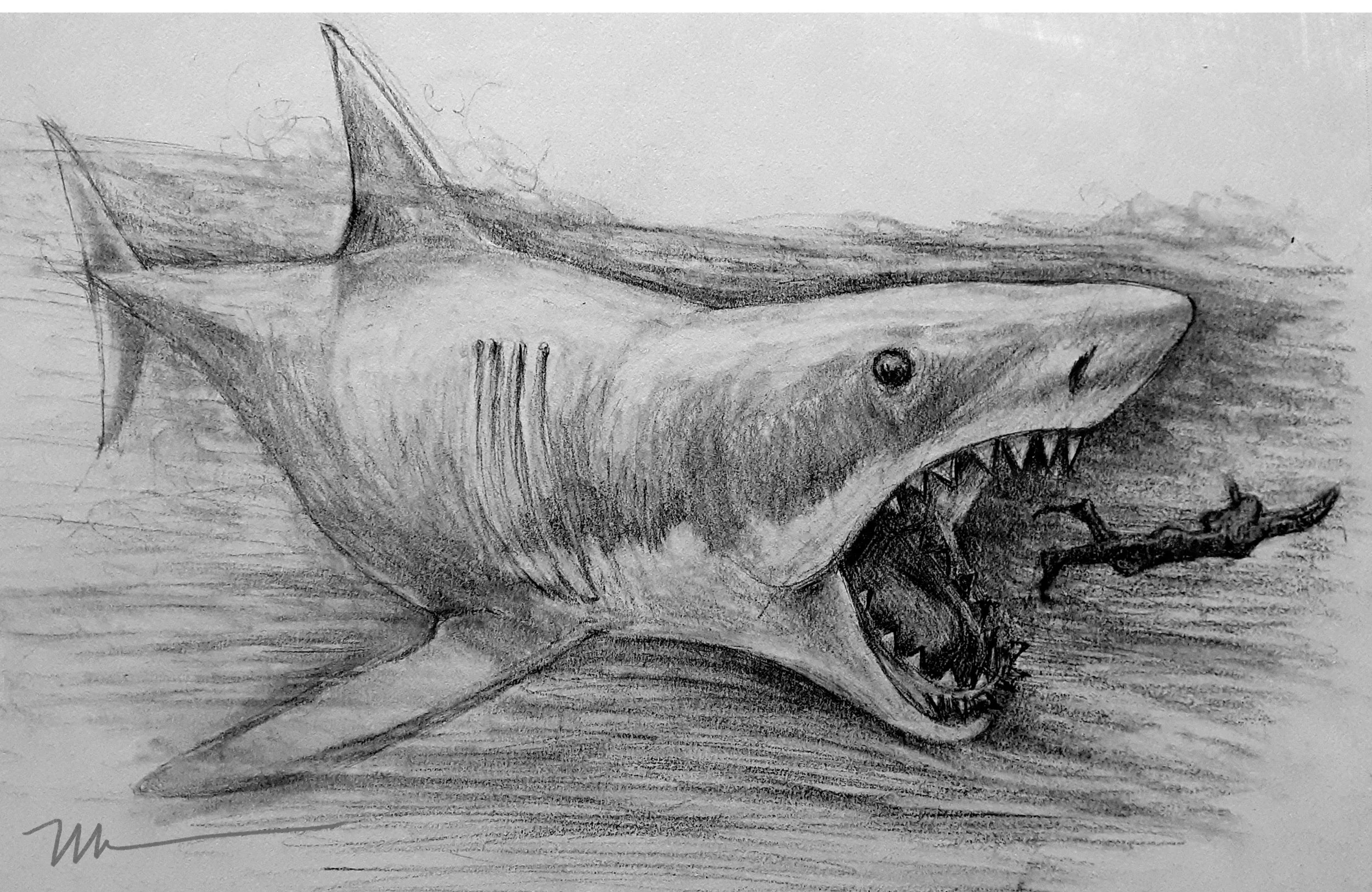 Pencil sketch of a great white shark with sharp teeth, dorsal fin, and streamlined body, depicted underwater.