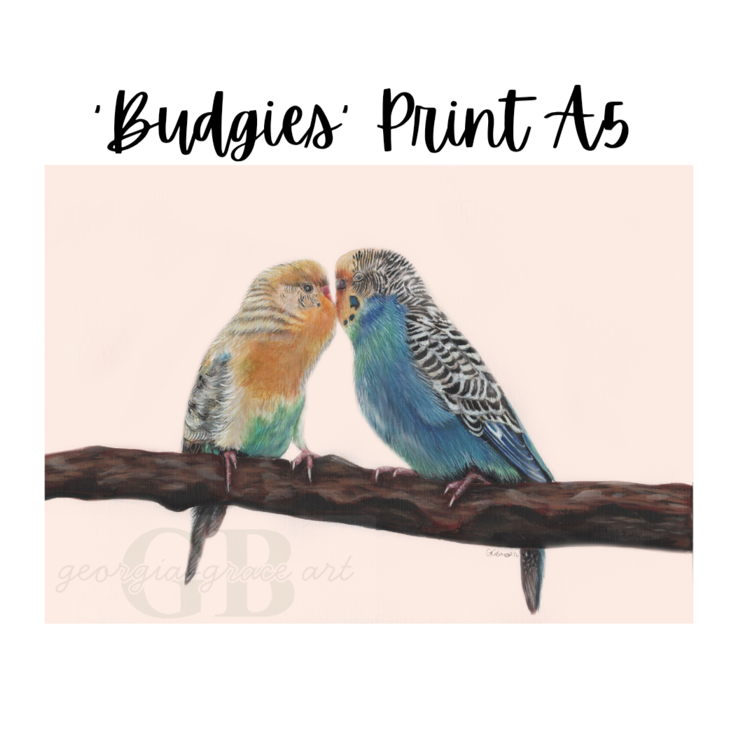 'Budgy Buddies' - Fine Art Wildlife Print