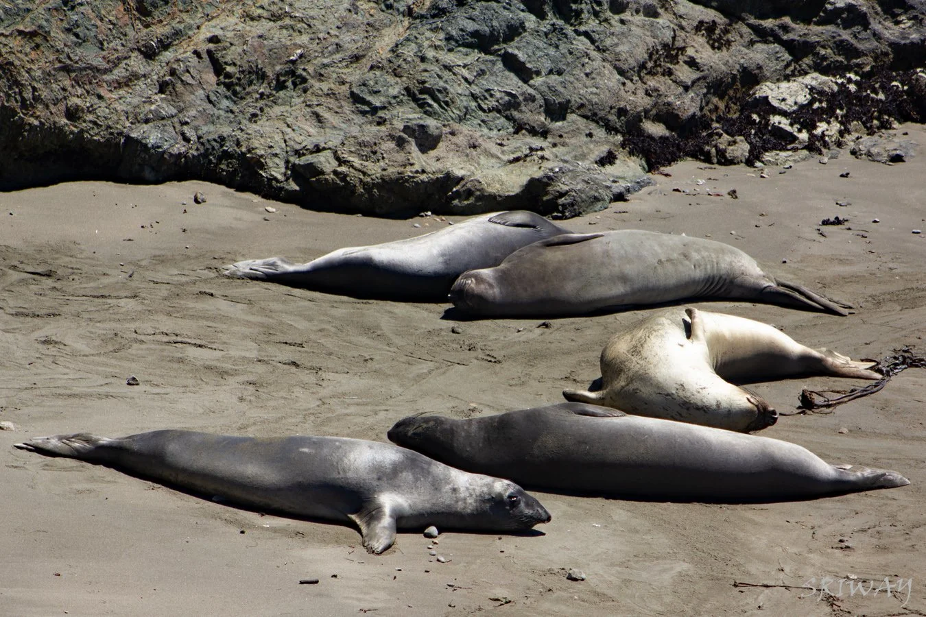 Elephant Seals