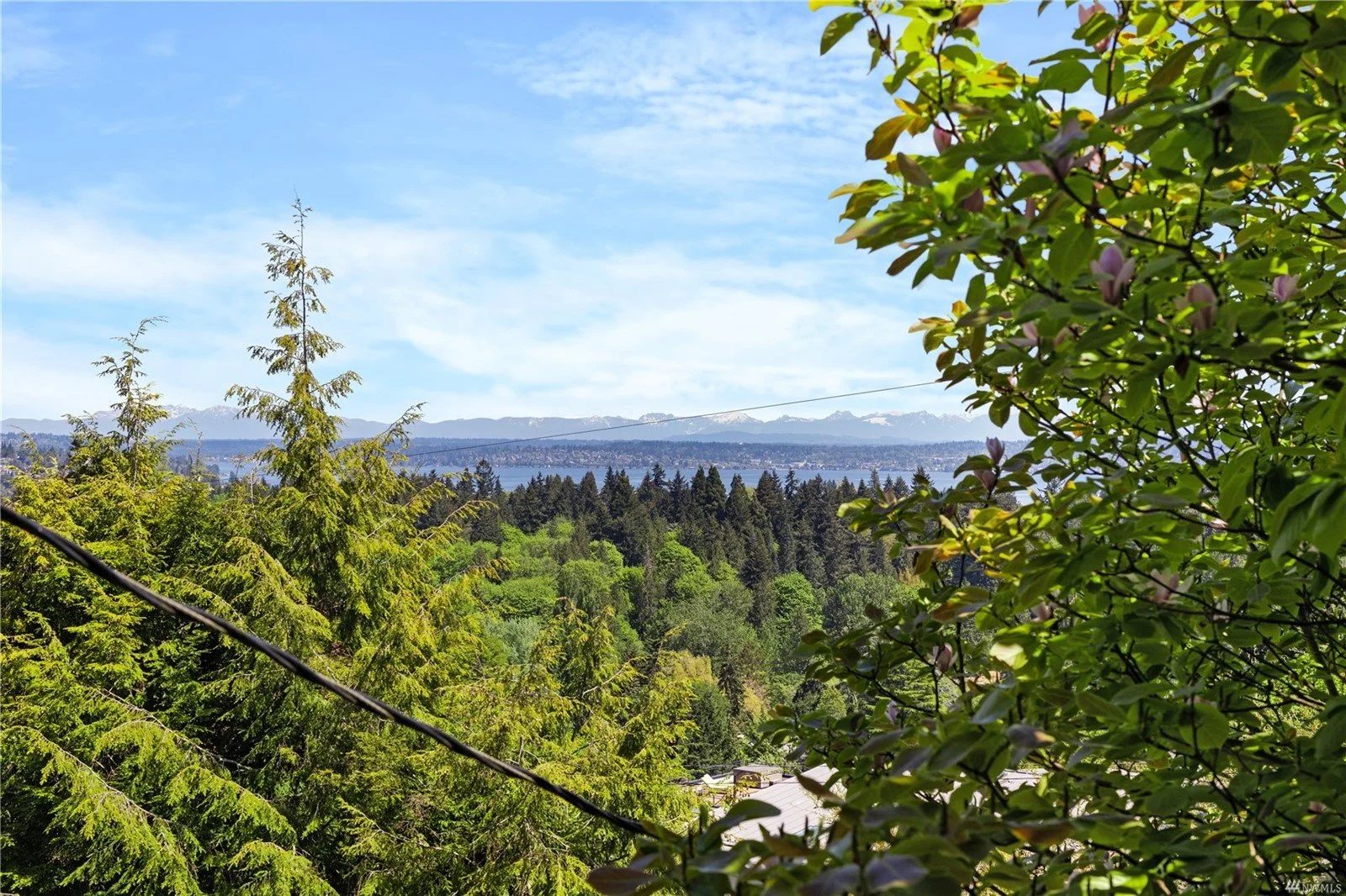 A view of a lush green forest with tall trees, a distant mountain range, and a partly cloudy blue sky.