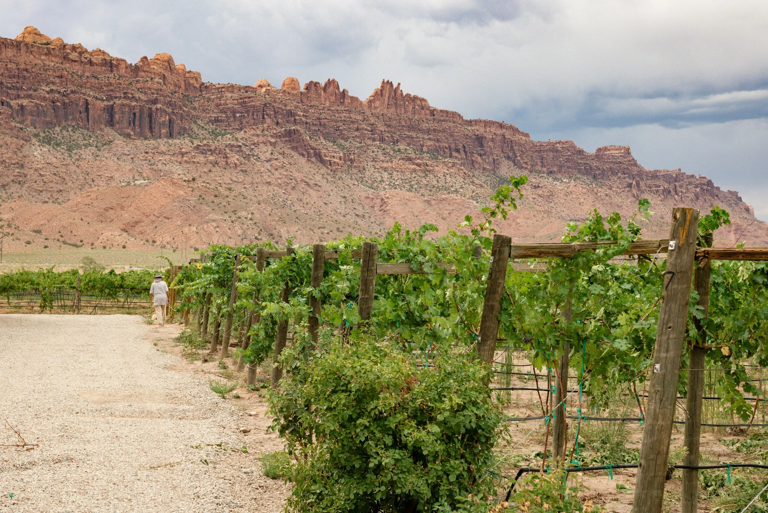 Vineyard with green grapevines in a desert landscape, with a person walking along a gravel path and red rock formations in the background under a cloudy sky.
