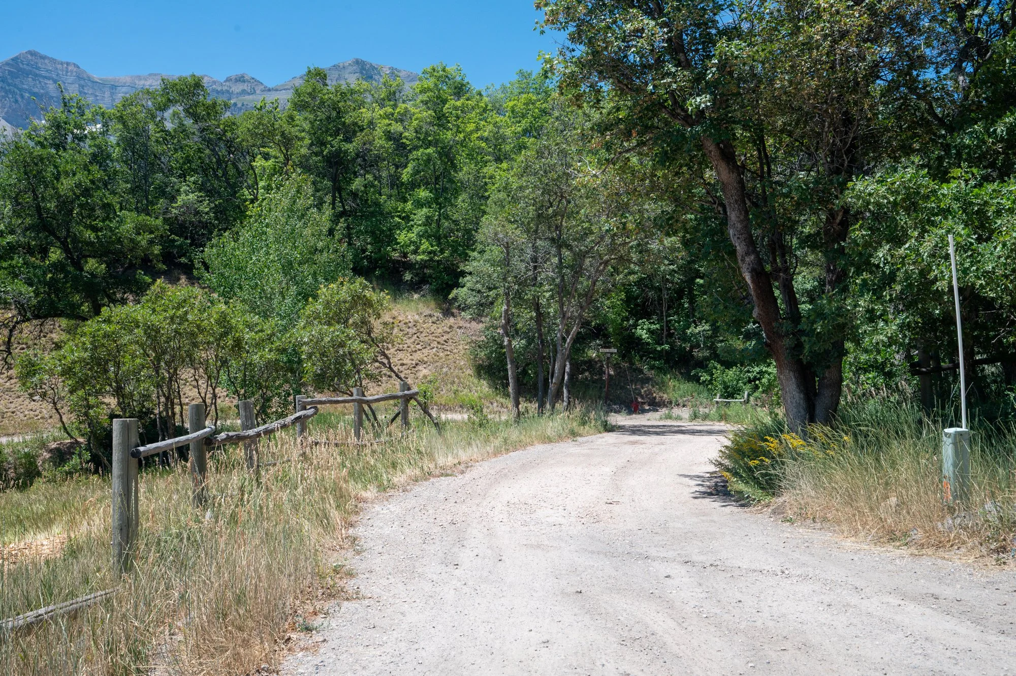 A dirt road winding through a lush green forest with trees and bushes on either side, under a clear blue sky with mountains in the background.