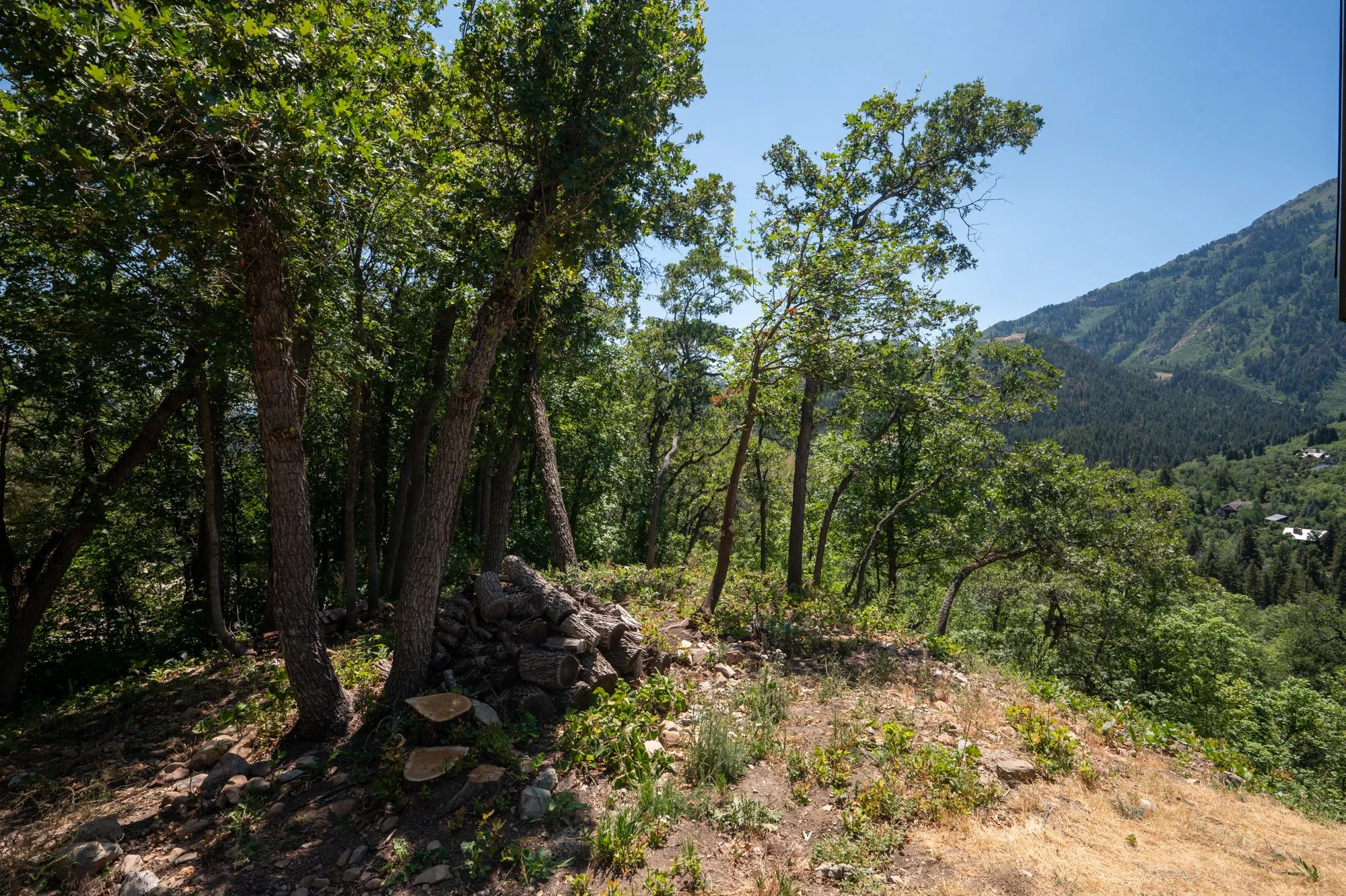 A forested hillside with a pile of logs at the base of several trees. In the background, there are mountains and a clear blue sky.