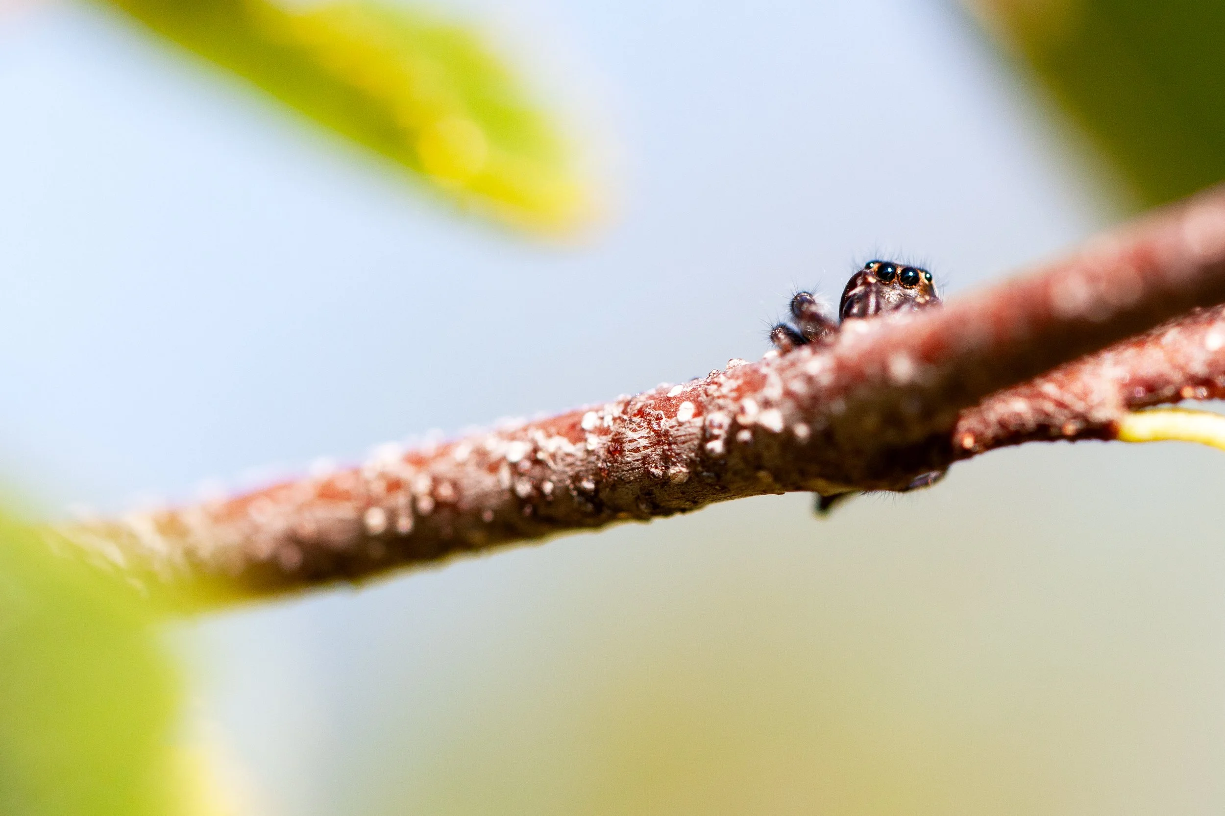 jumpingspiderv1macro.jpg