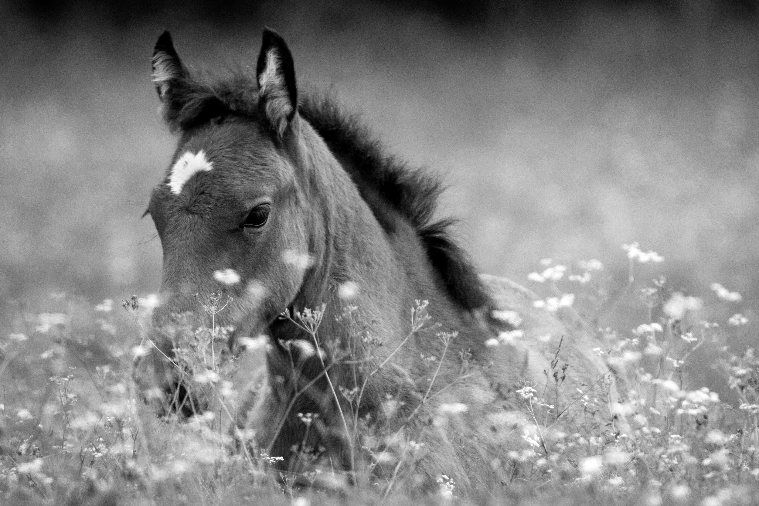 wildflowerfoal.jpg