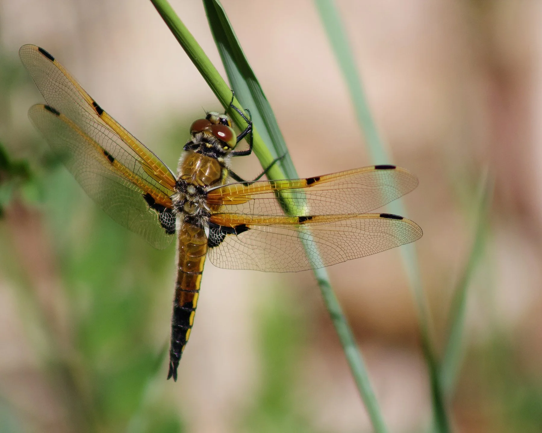 DragonflyinAmberv1web.JPG