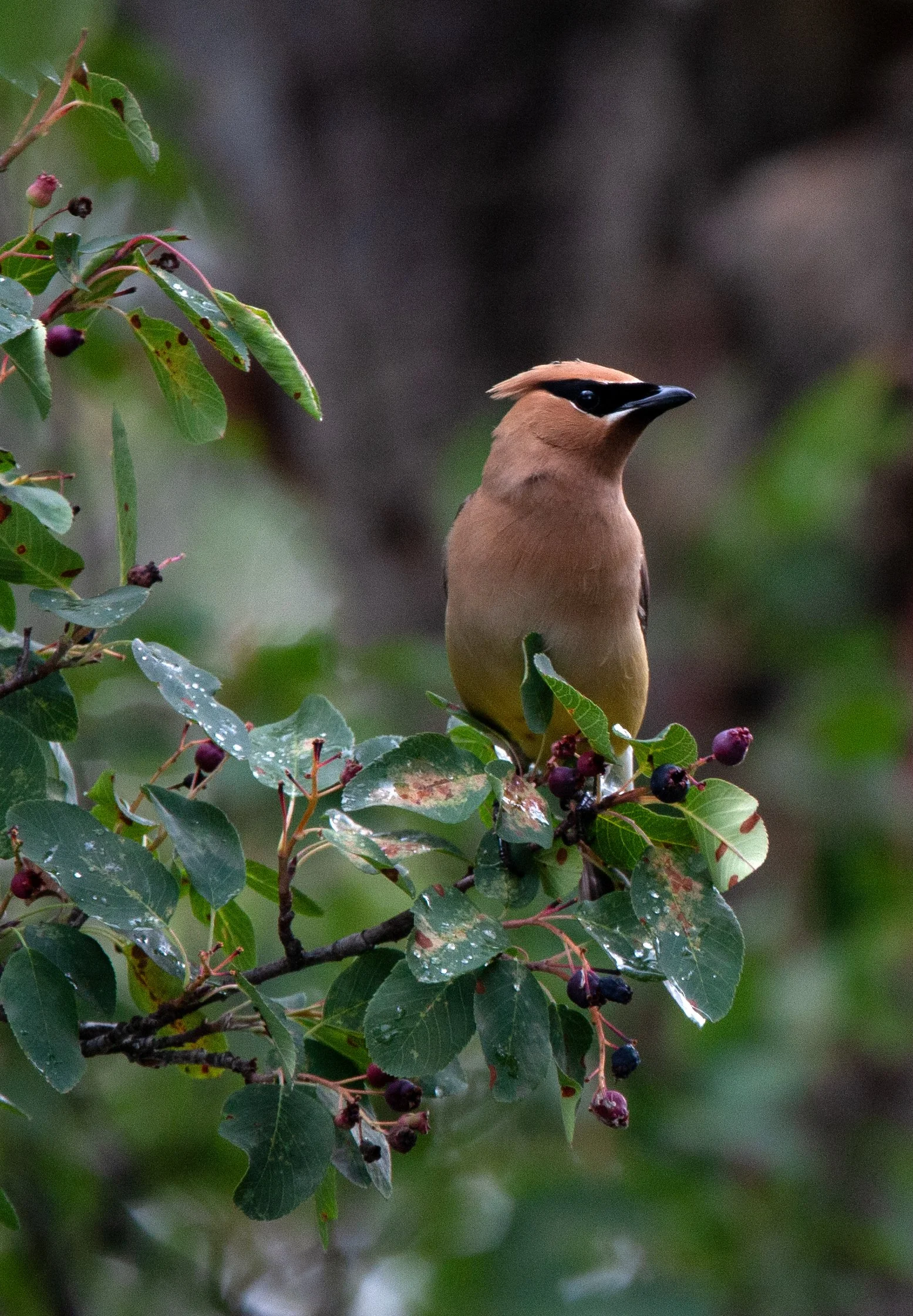 rainwaxwingv1.jpg