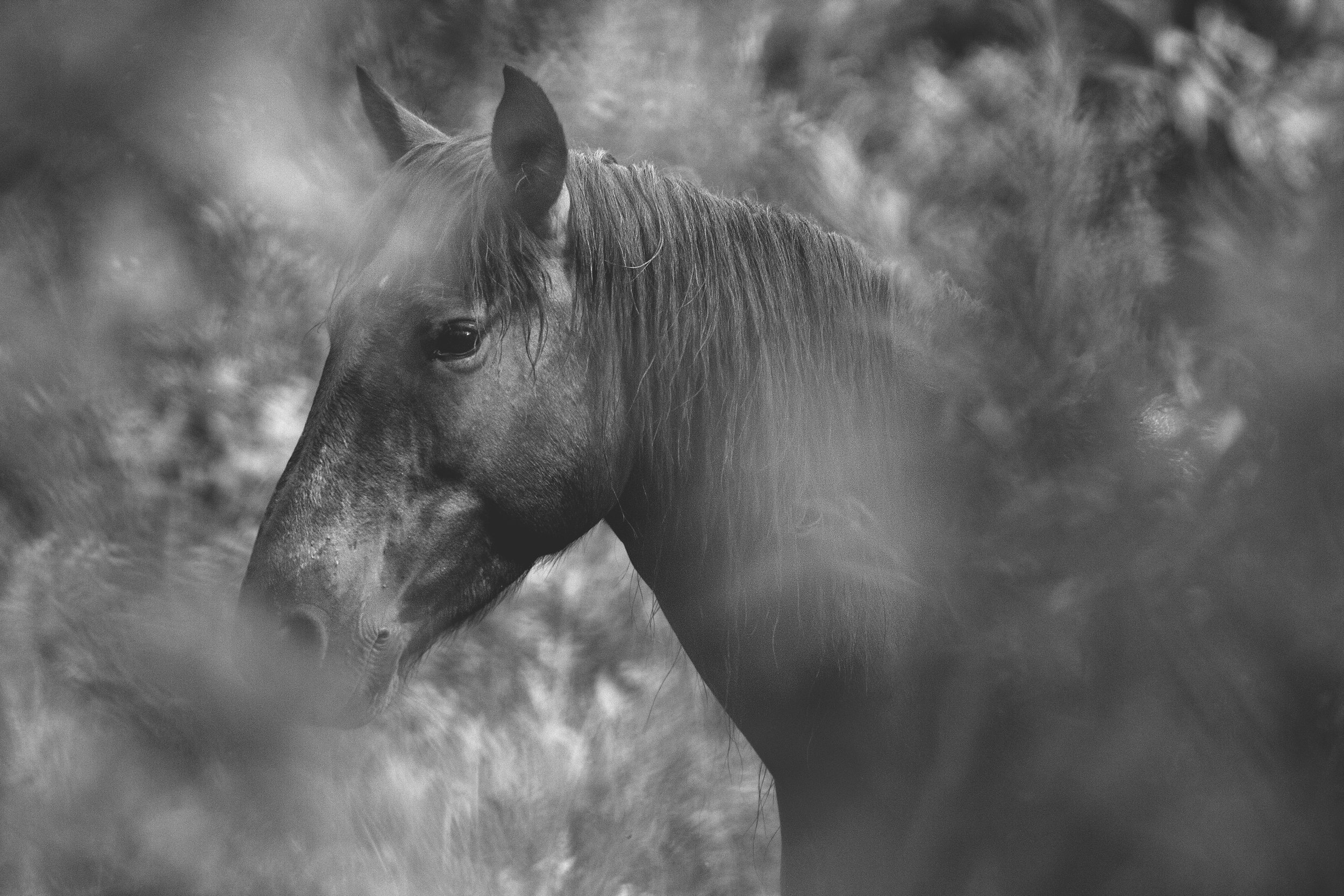 inthetreesv1wildhorse.jpg