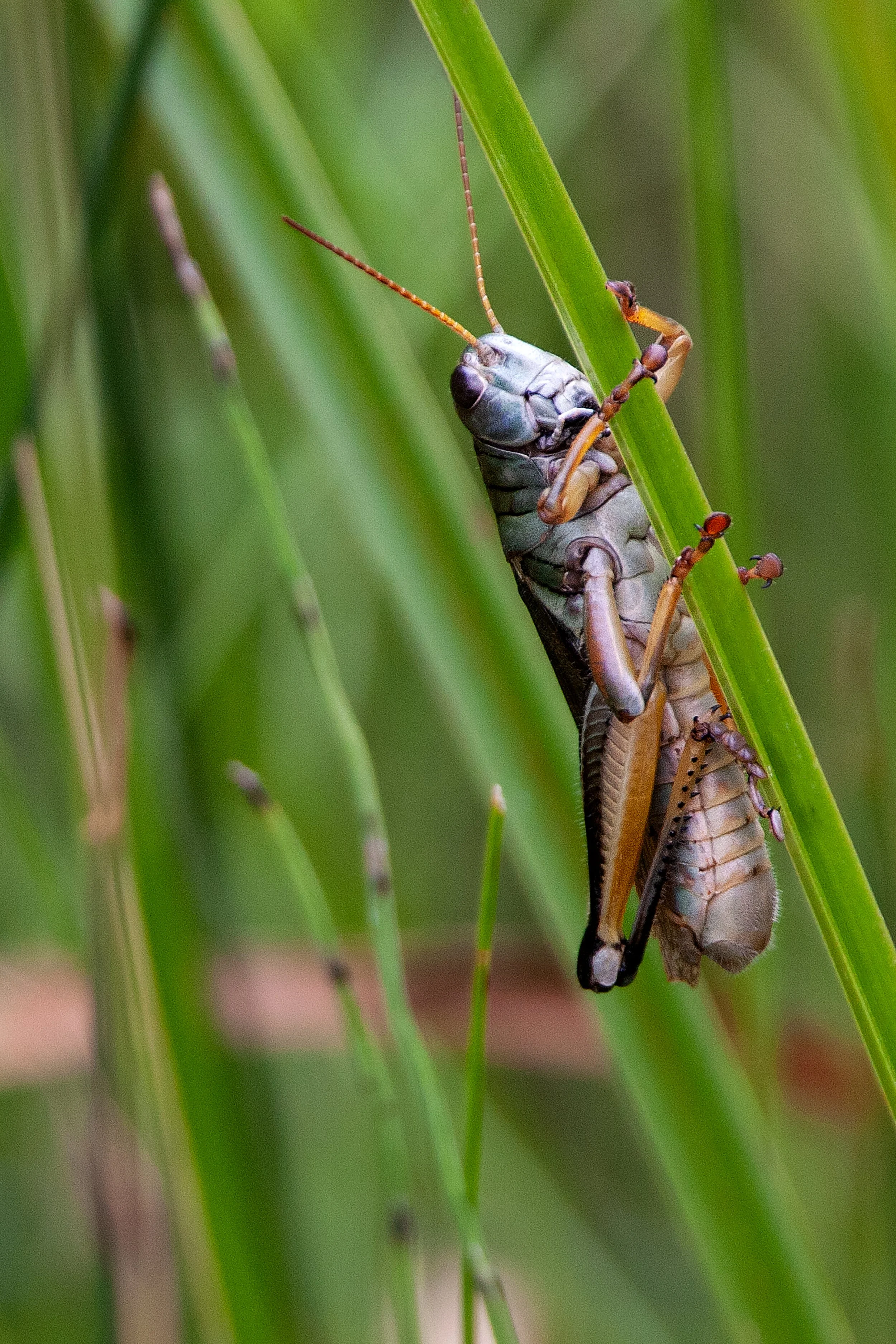 grasshopperv1a 2.JPG