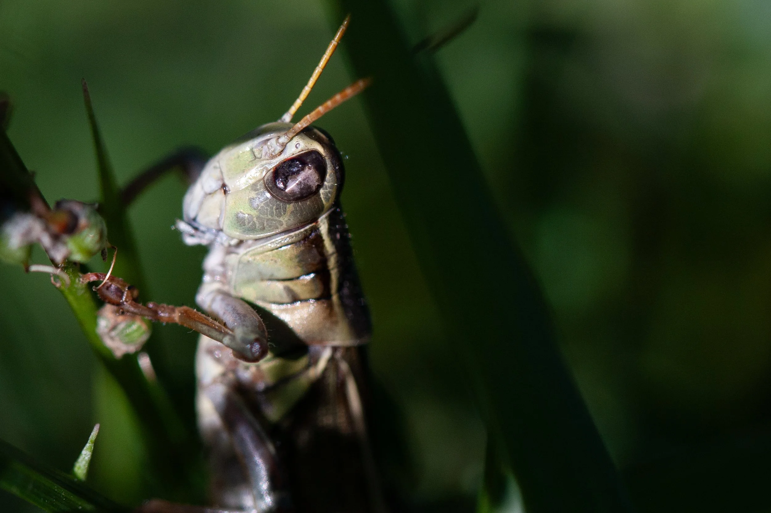 grasshoppermacrov1.jpg
