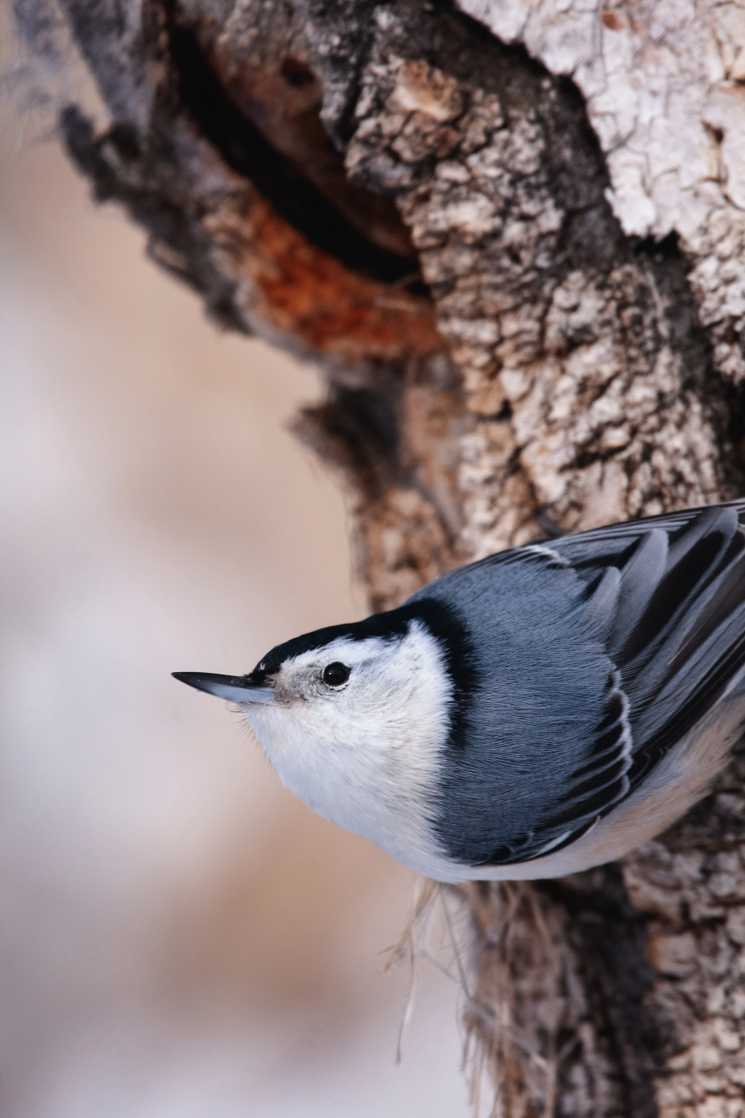 nuthatchv1.jpg