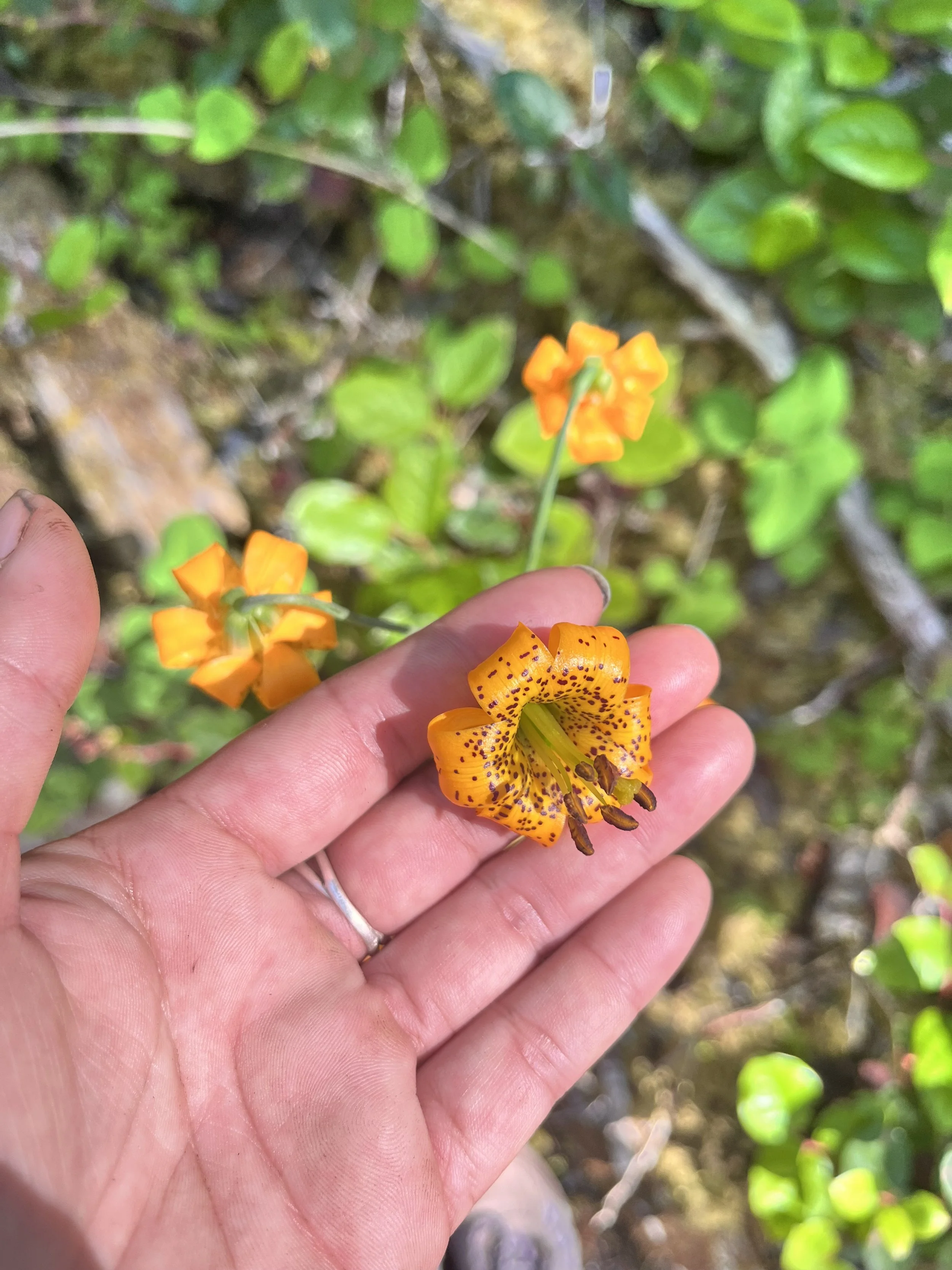 Hand holding orange and yellow flower with black specks, surrounded by green leaves and plants.