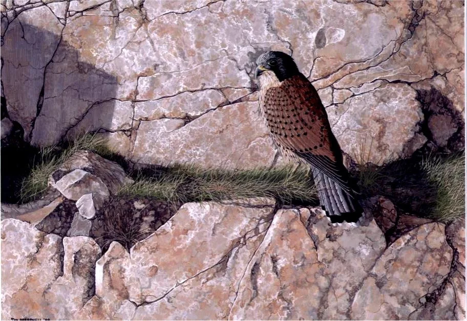 kestral.jpg