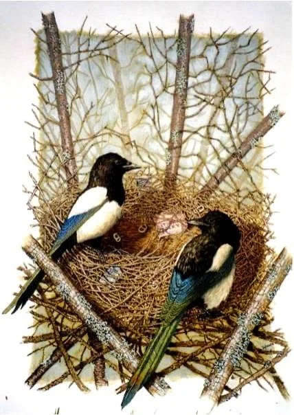 magpies.jpg