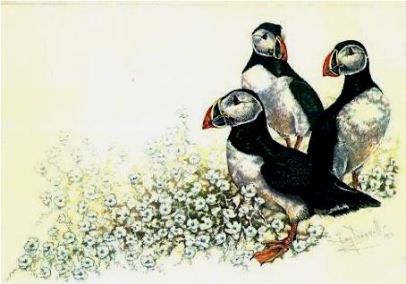puffins.jpg