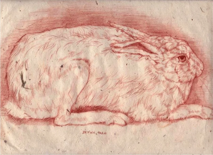 hare.jpg