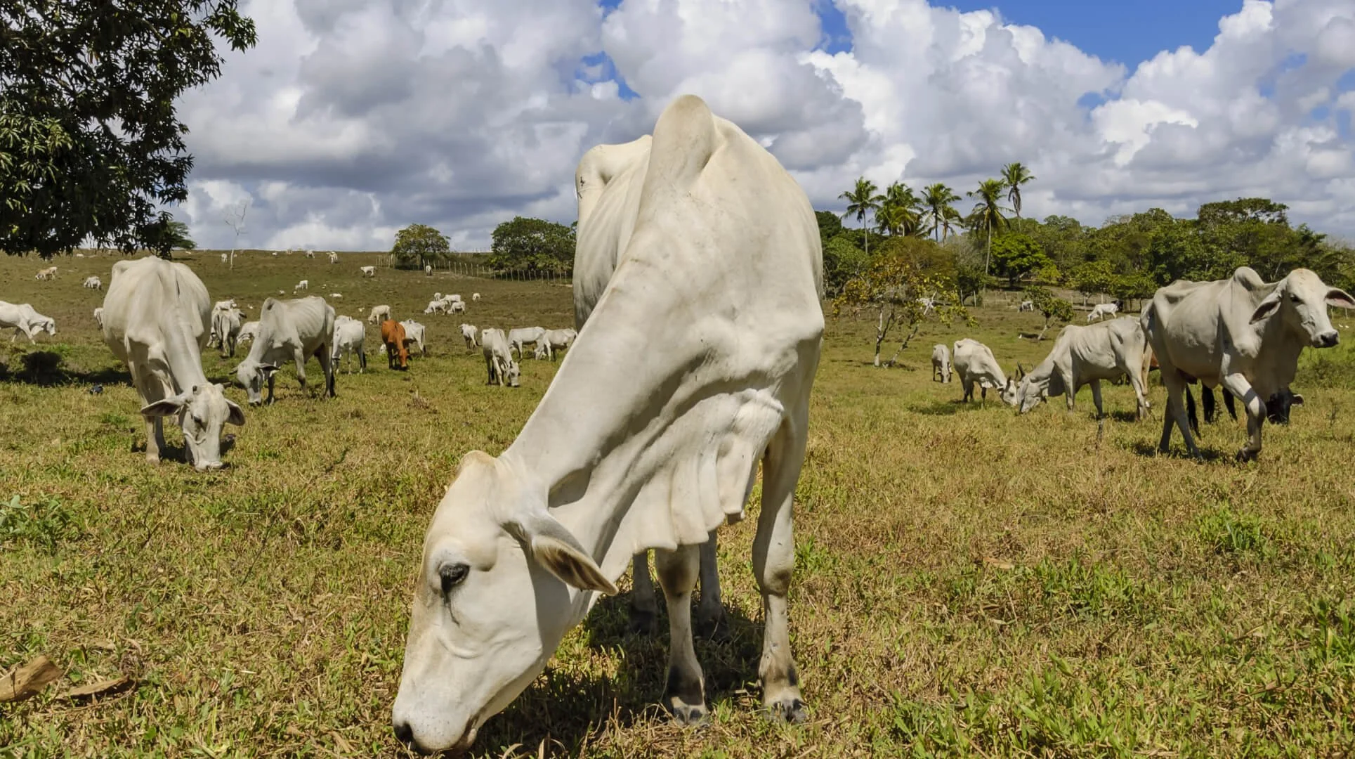 Smart Cattle Health Management in Tropical Climates