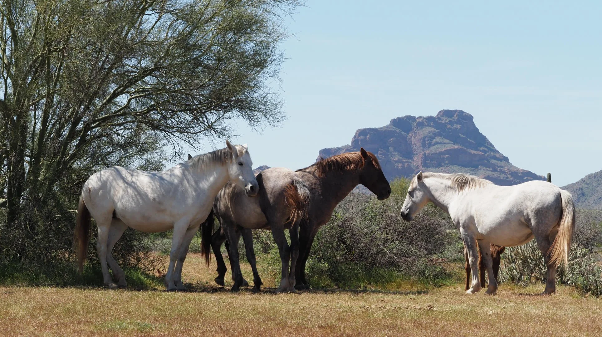 Healthy Horses Perform Better