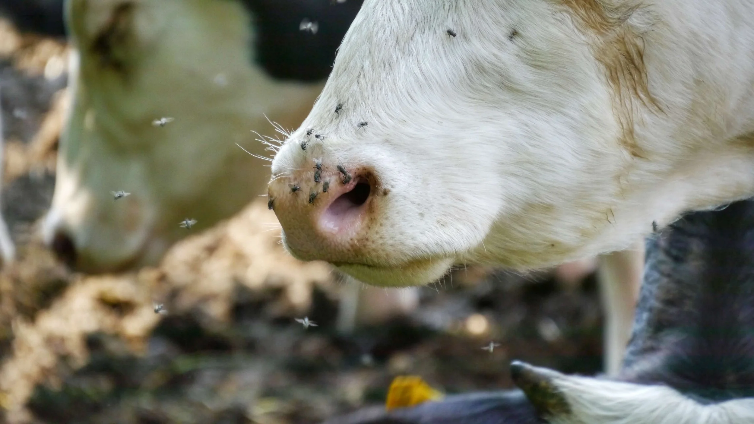 Why Early Wound Care Is Critical in Livestock