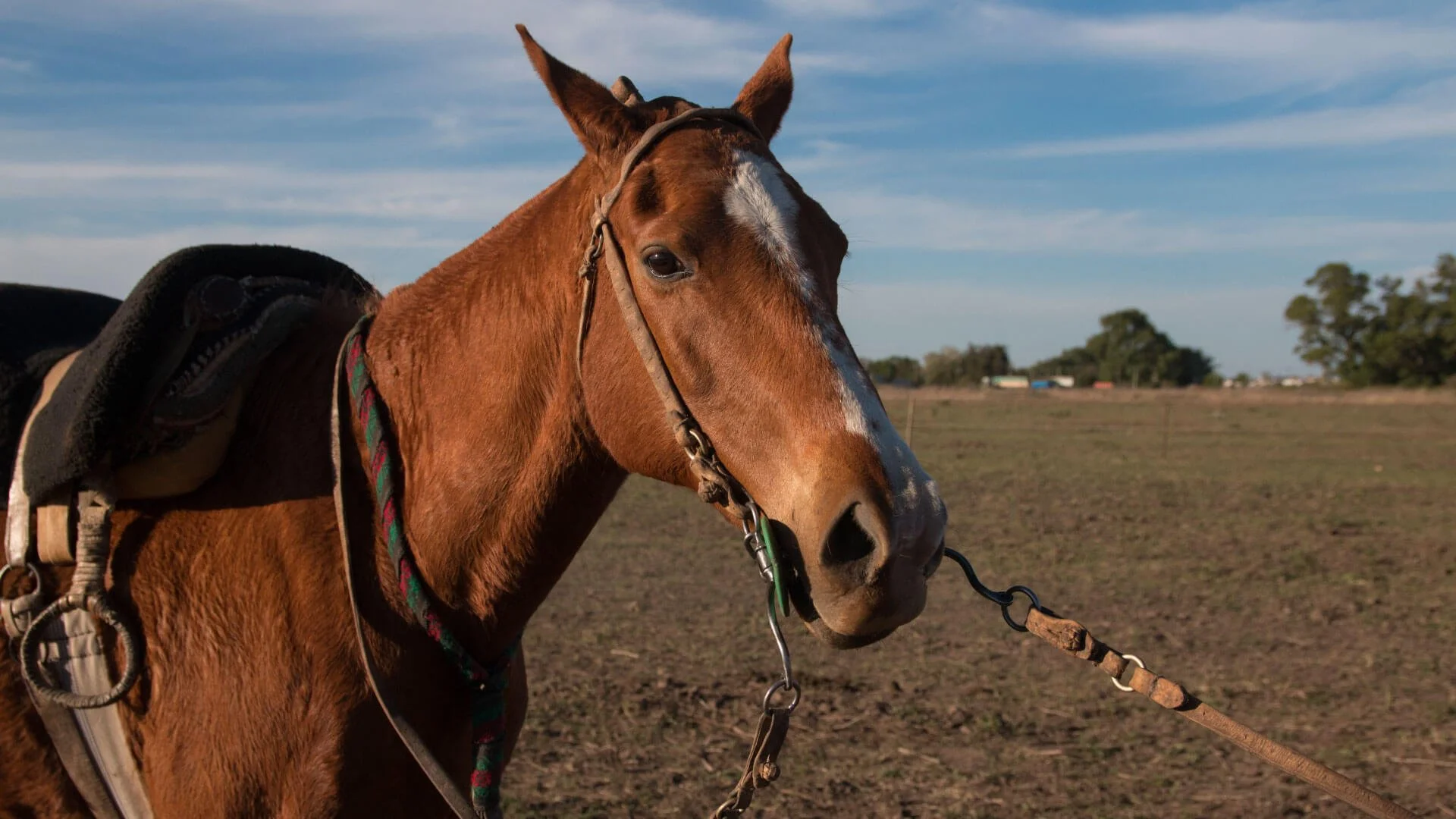 A Healthy-Looking Horse Can Still Carry Internal Parasites