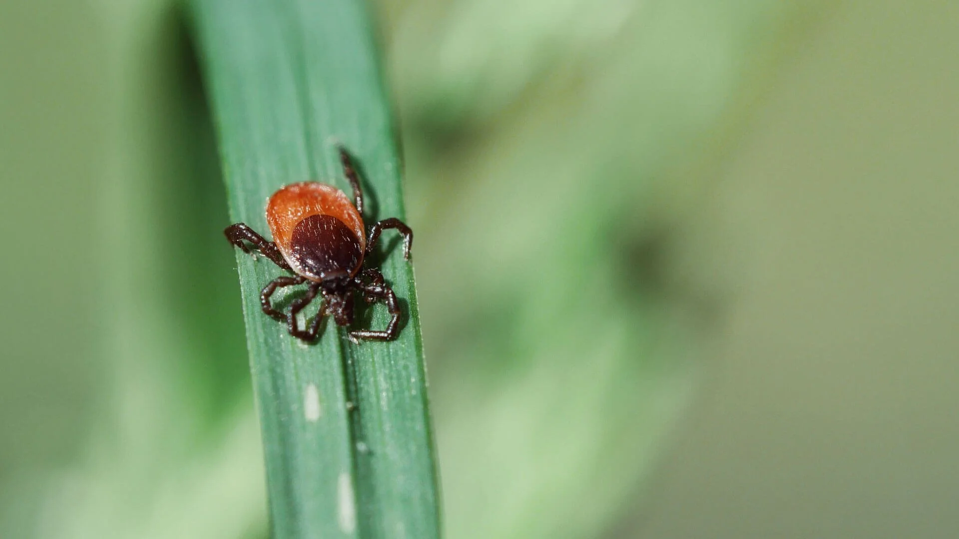 Breaking the Tick Life Cycle: A Smarter Way to Protect Livestock
